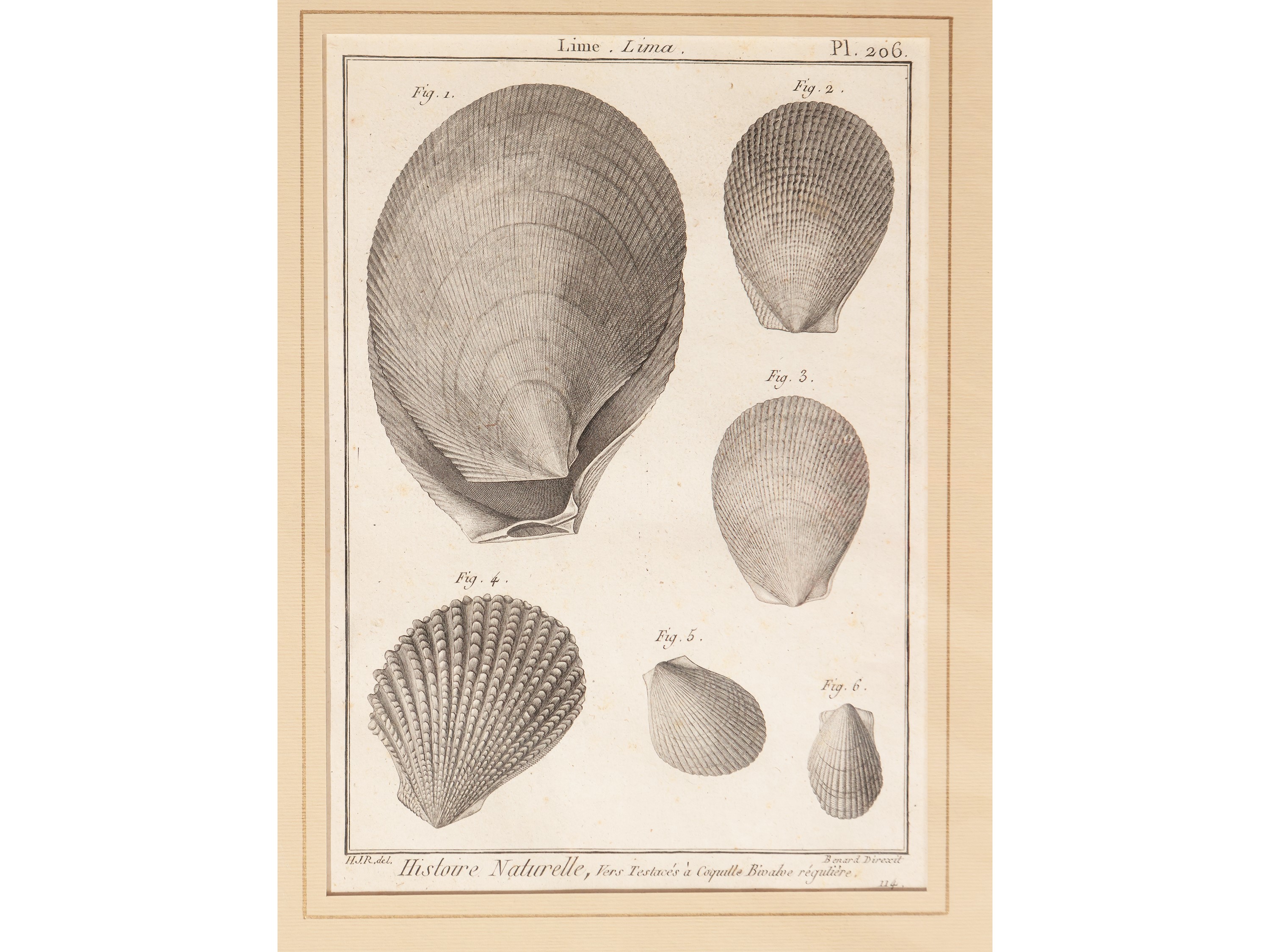 Conchiglie (1789)