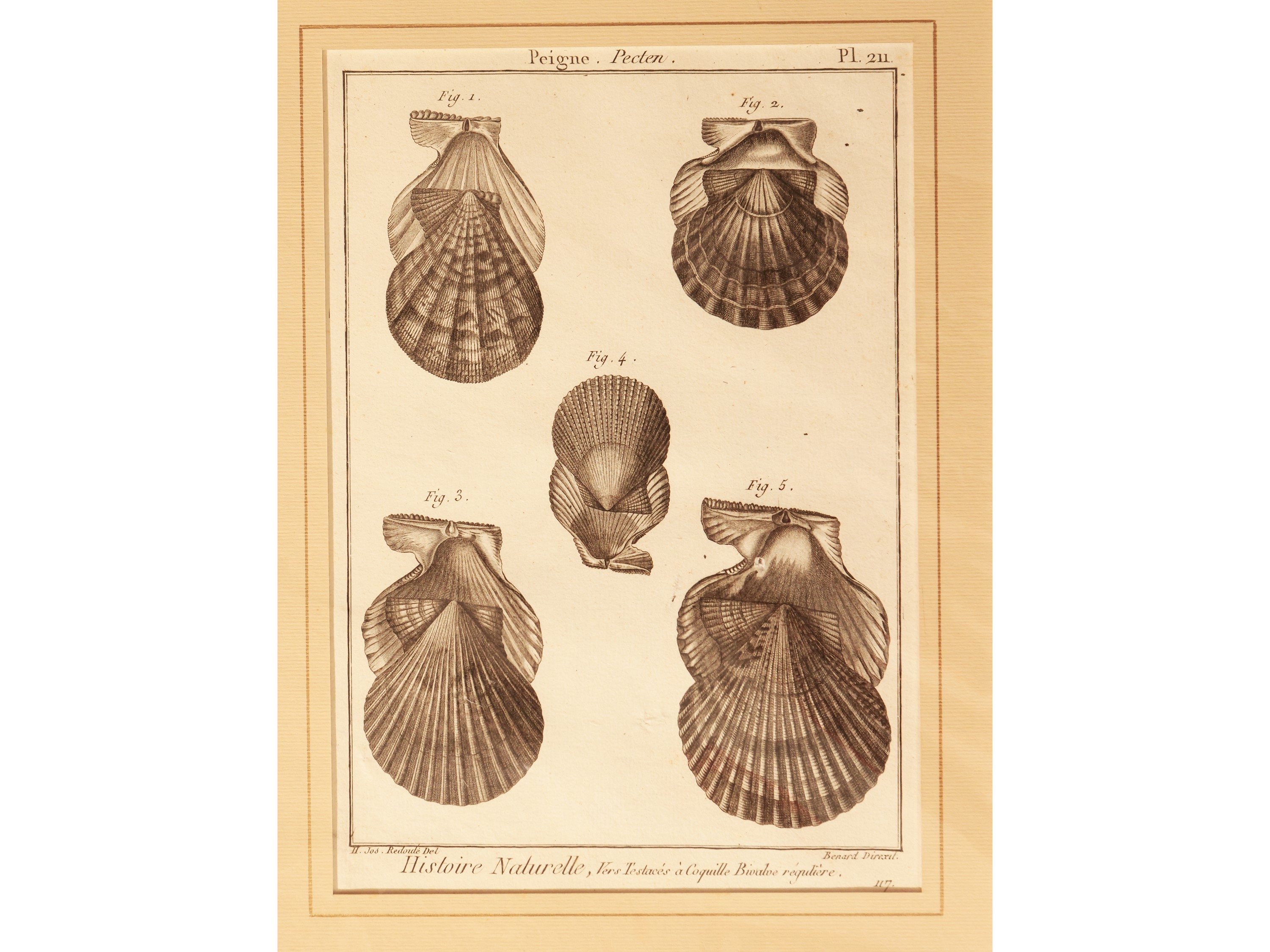 Conchiglie (1789)