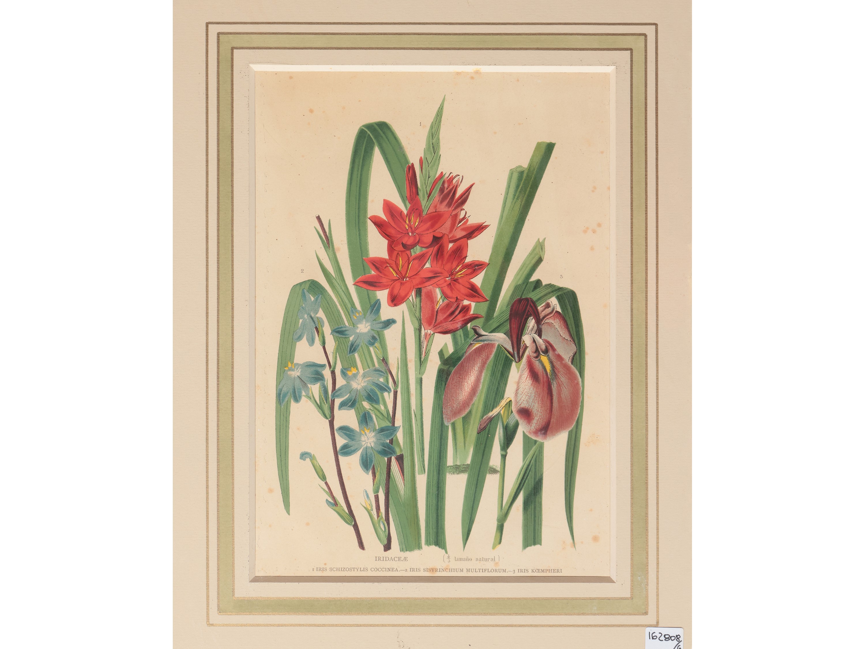 Fiori