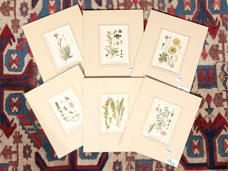 Botanica