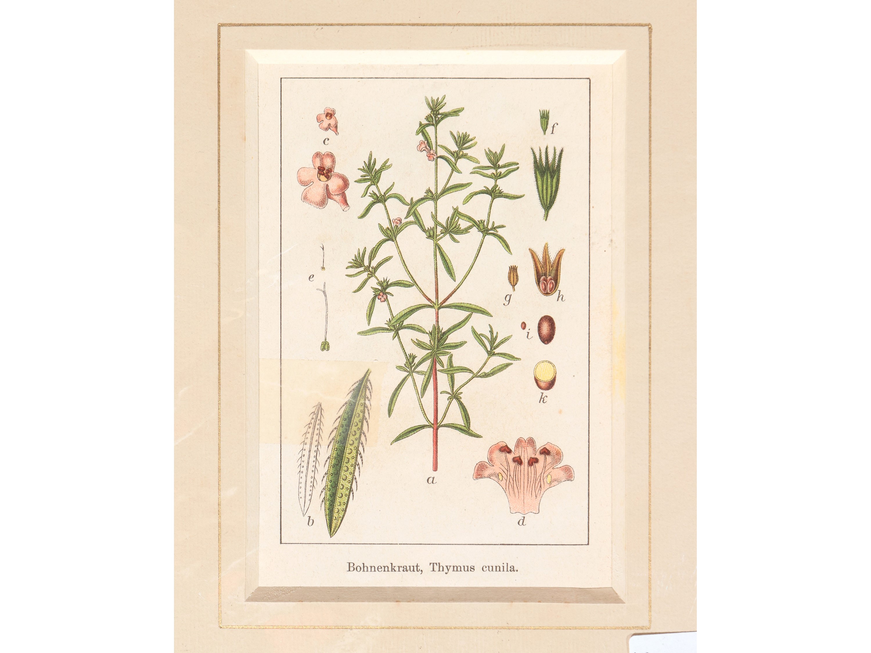 Botanica