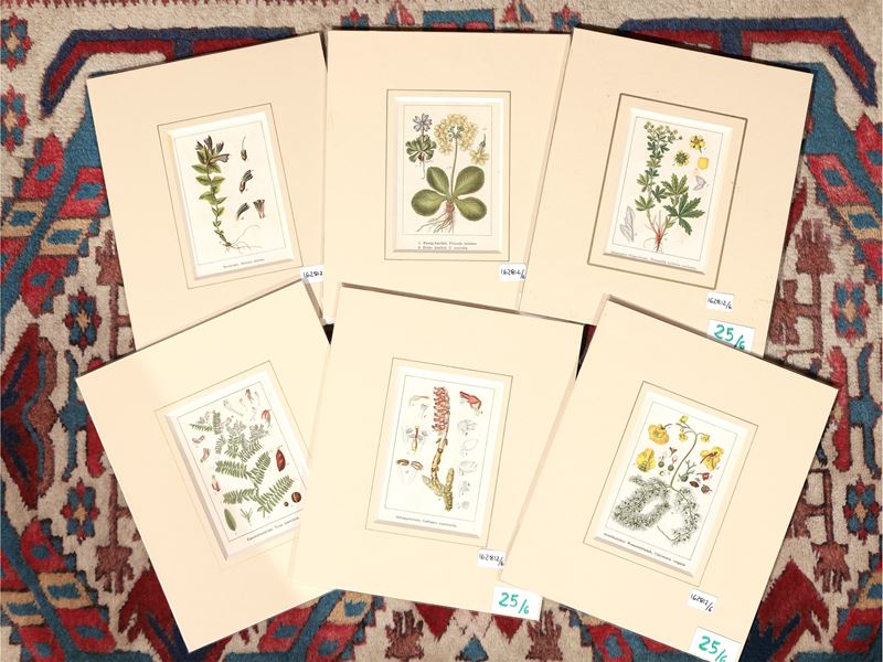 Botanica