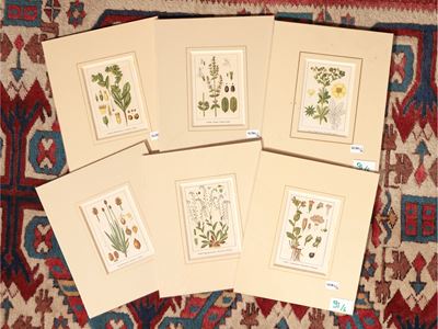 Botanica