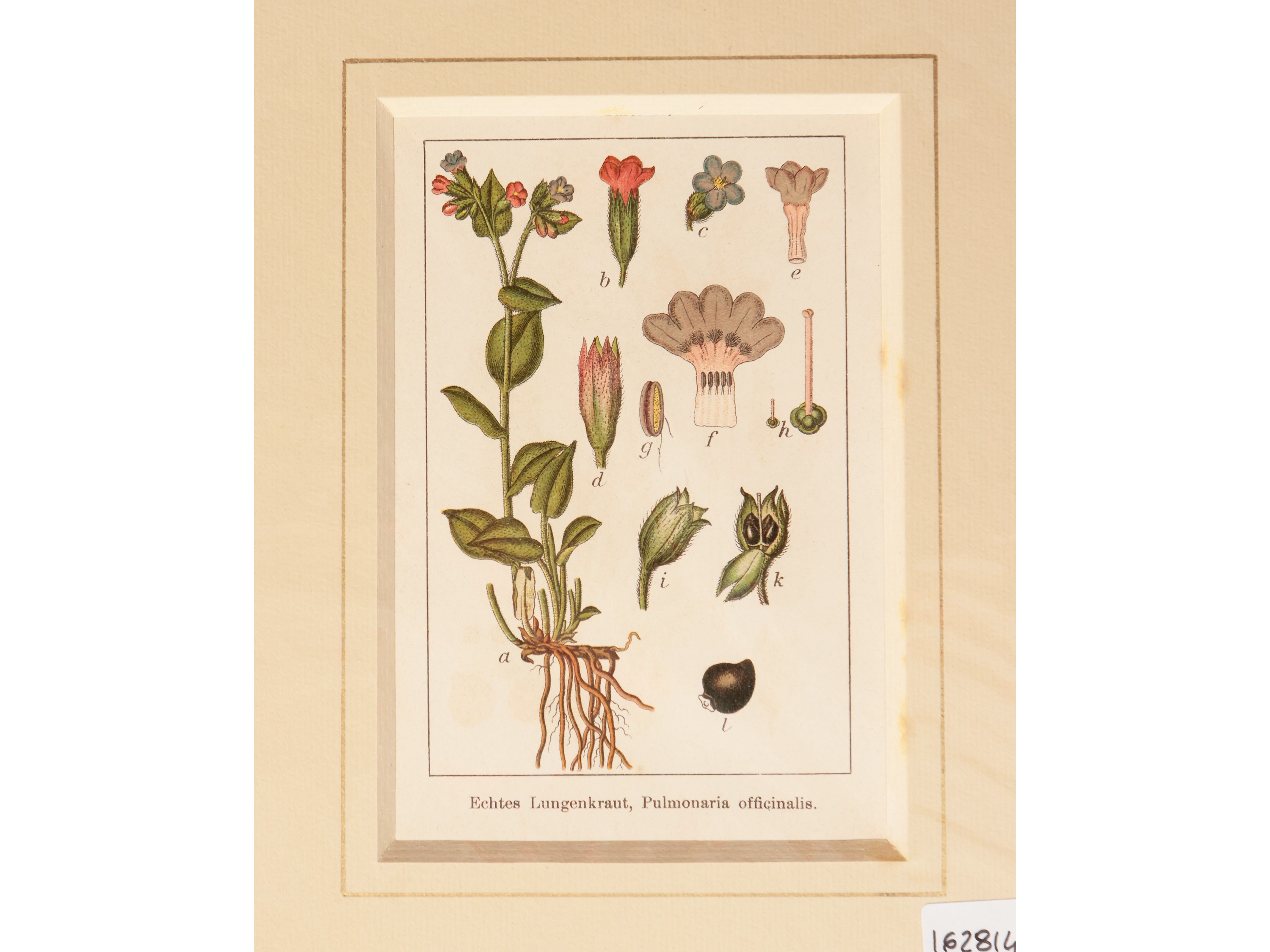 Botanica