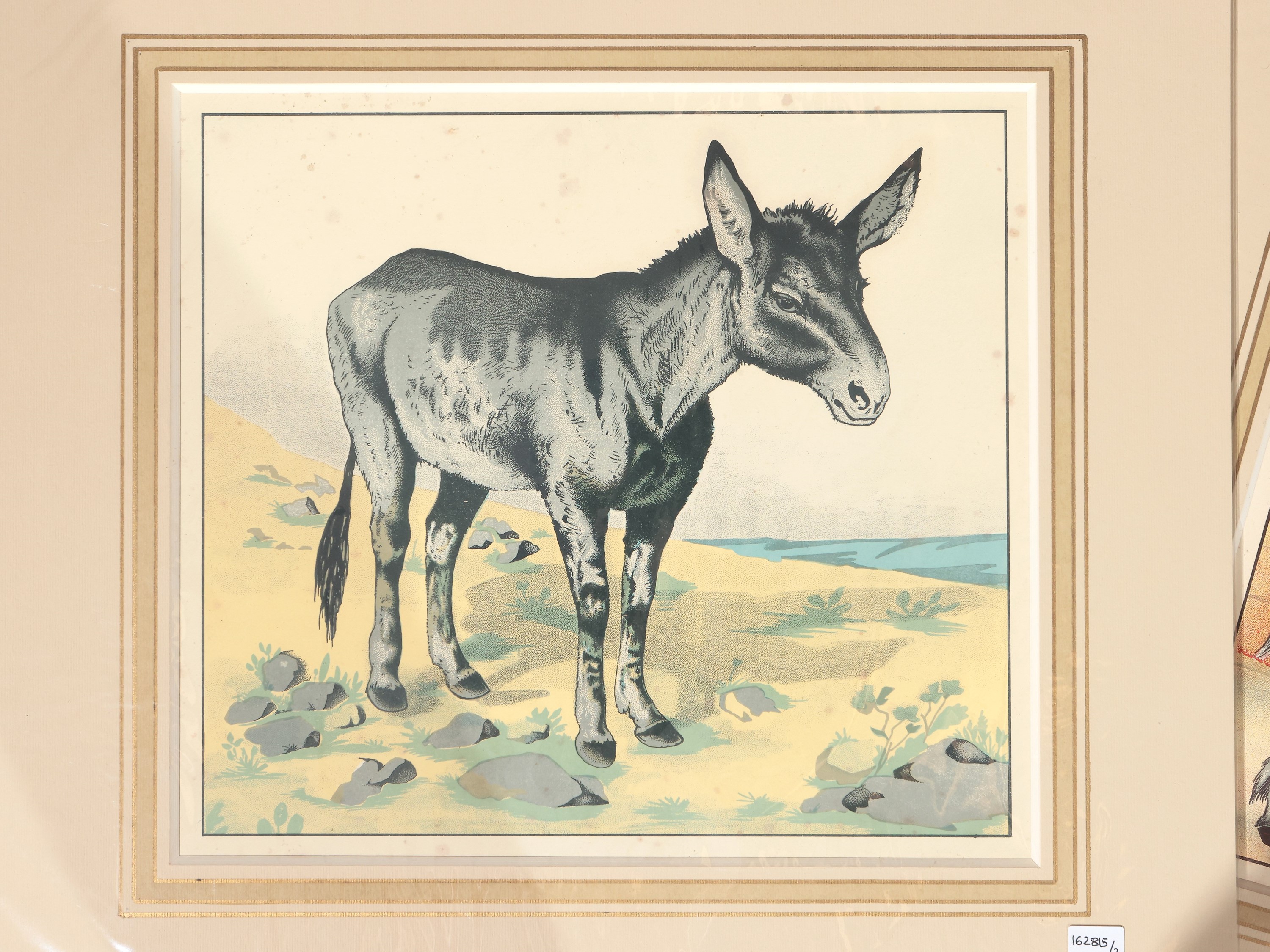 Il Cavallo - L'asino