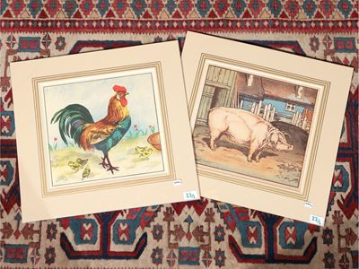 Il Gallo - il Maiale