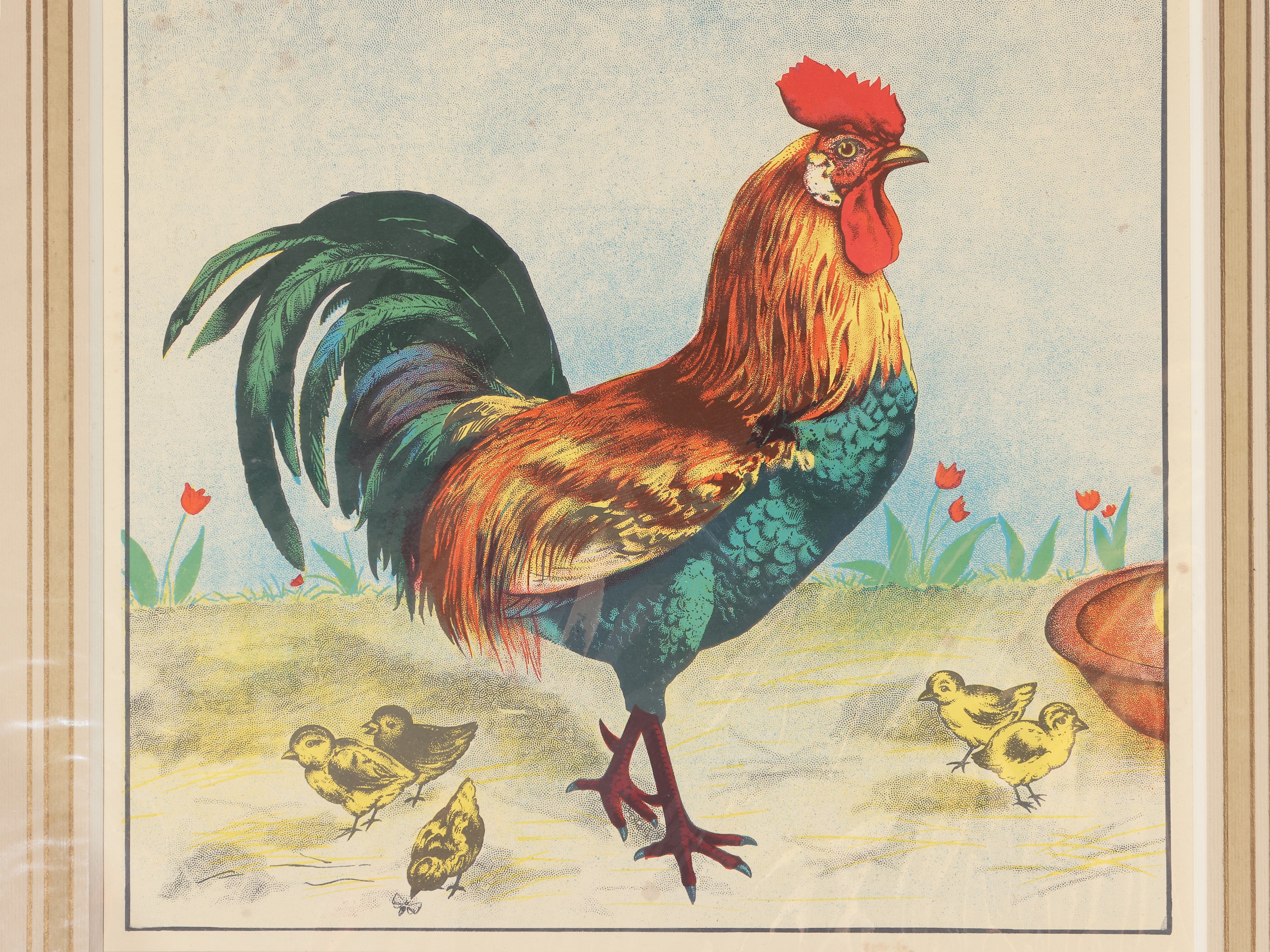 Il Gallo - il Maiale