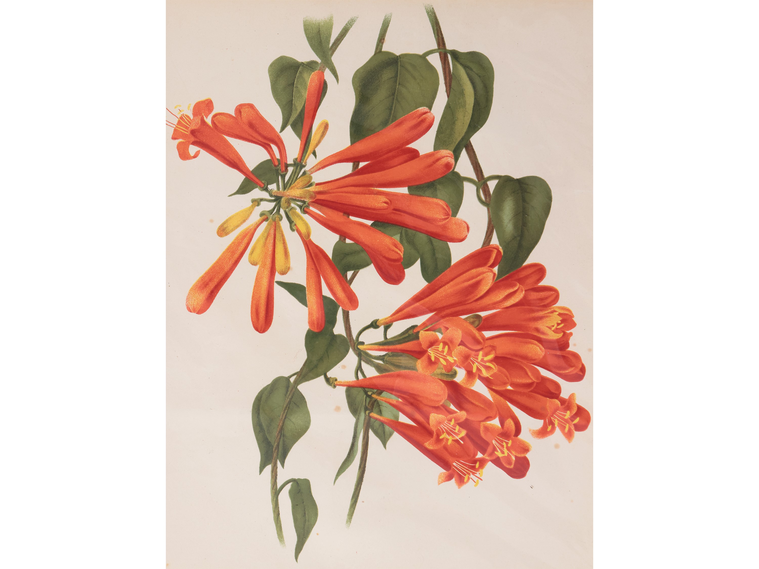 Fiori