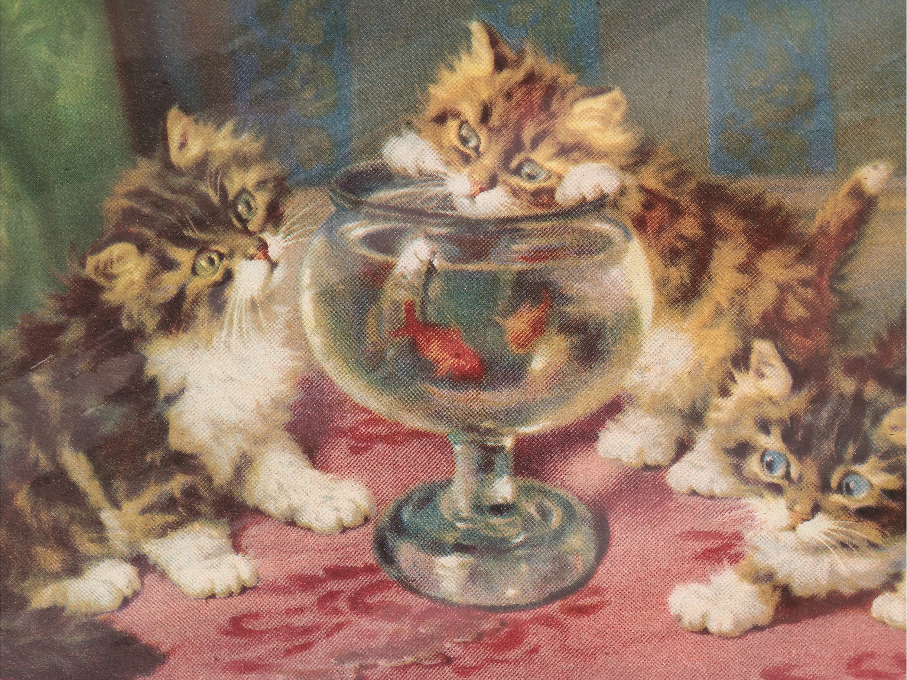 Gattini Curiosi