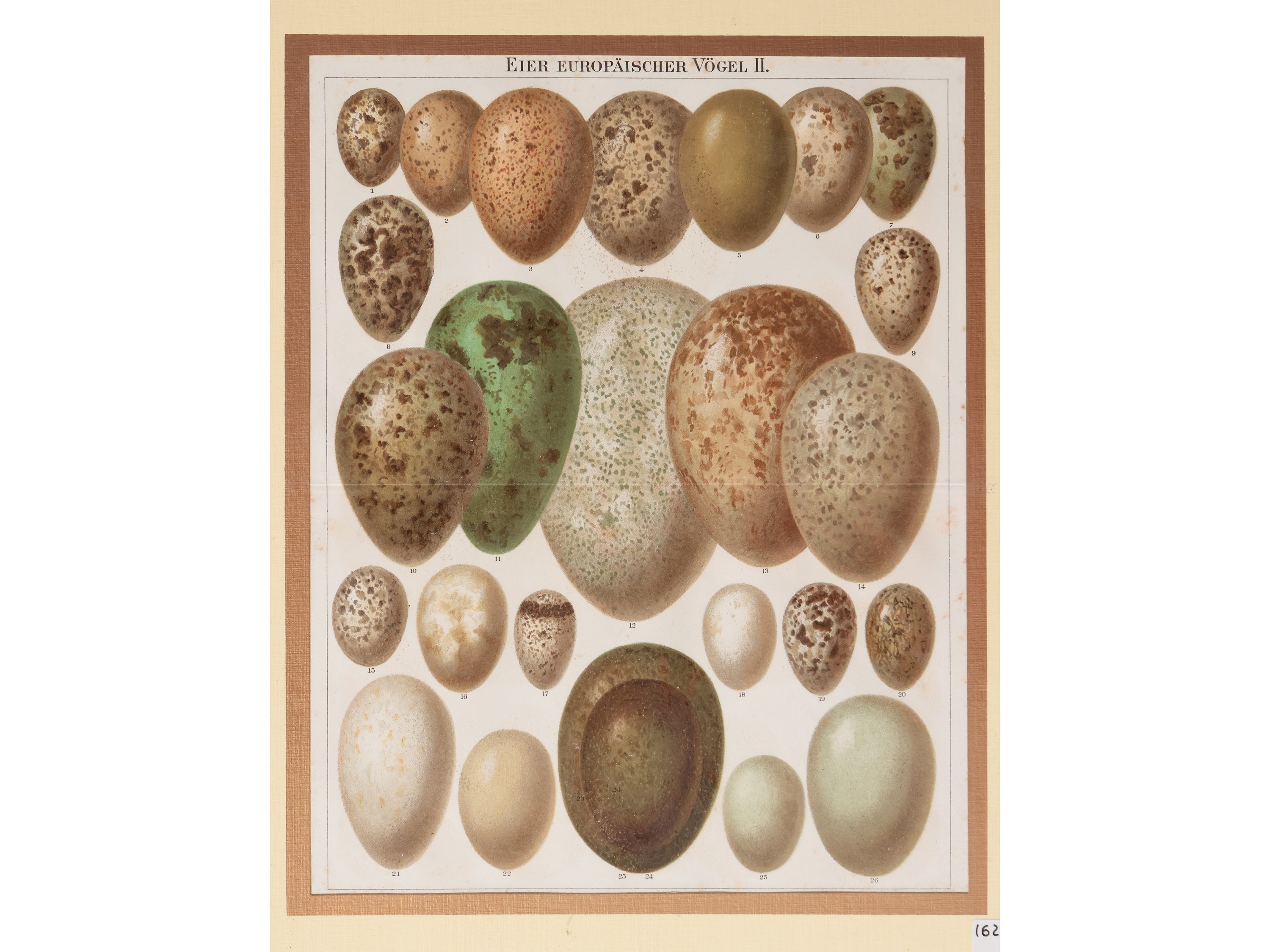 Uova di Uccelli Europei