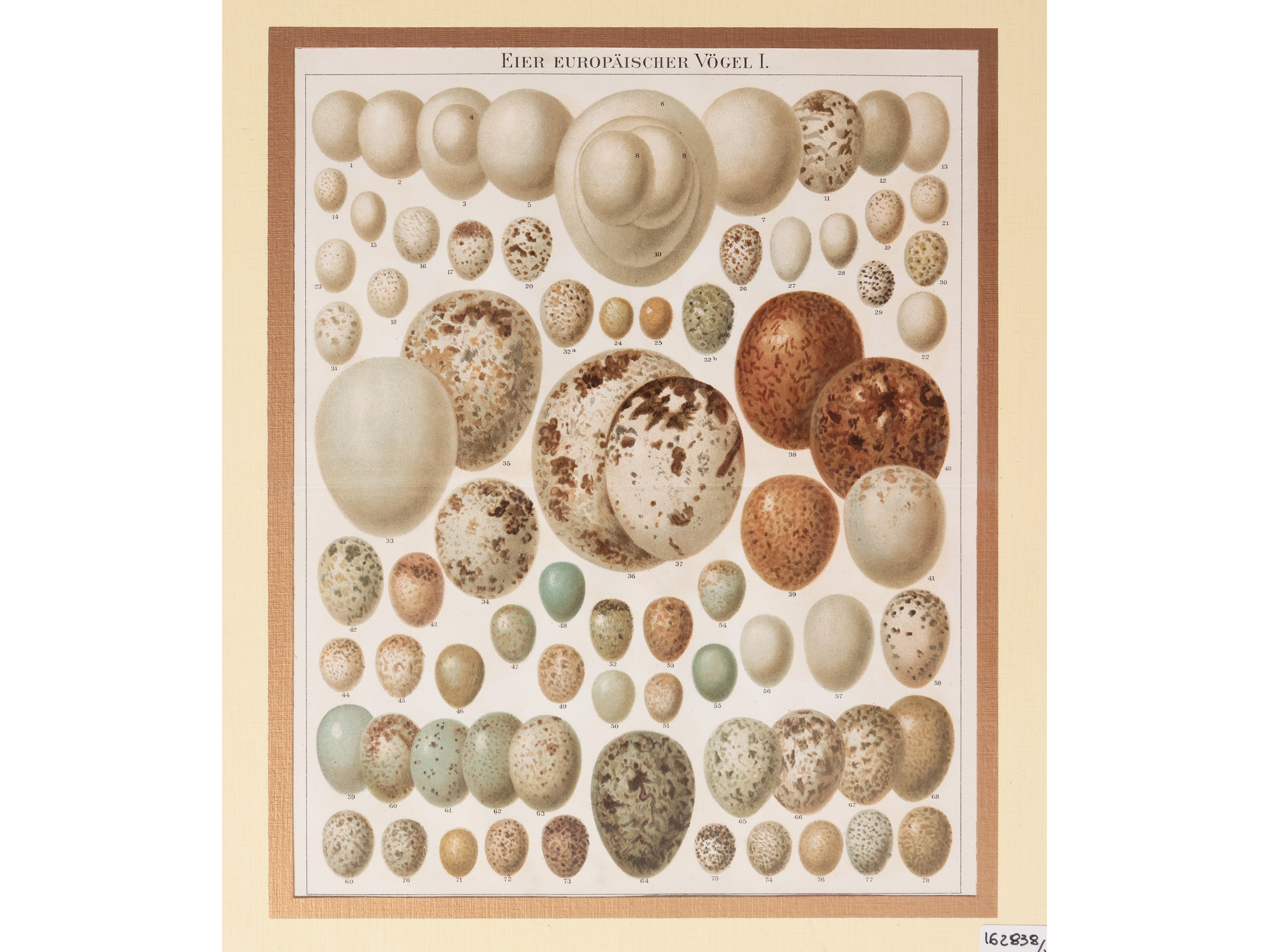 Uova di Uccelli Europei