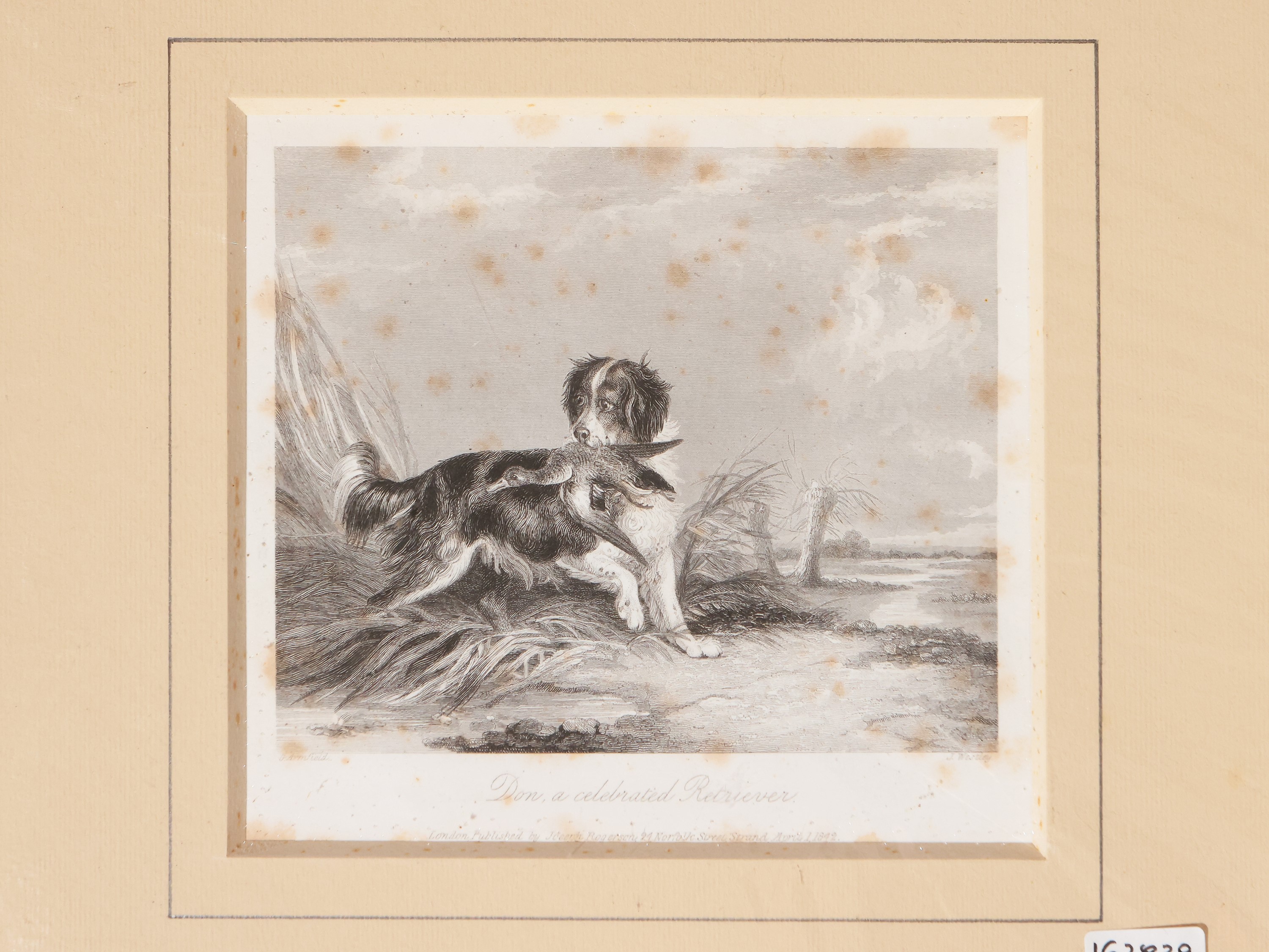 Cani da Caccia