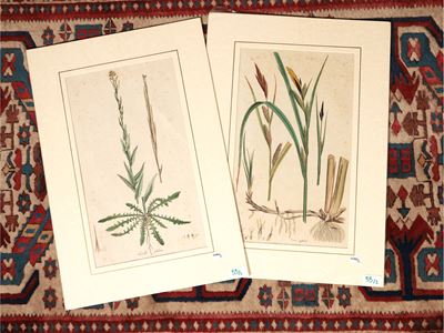 Turritis Glabra - Carex Riparia