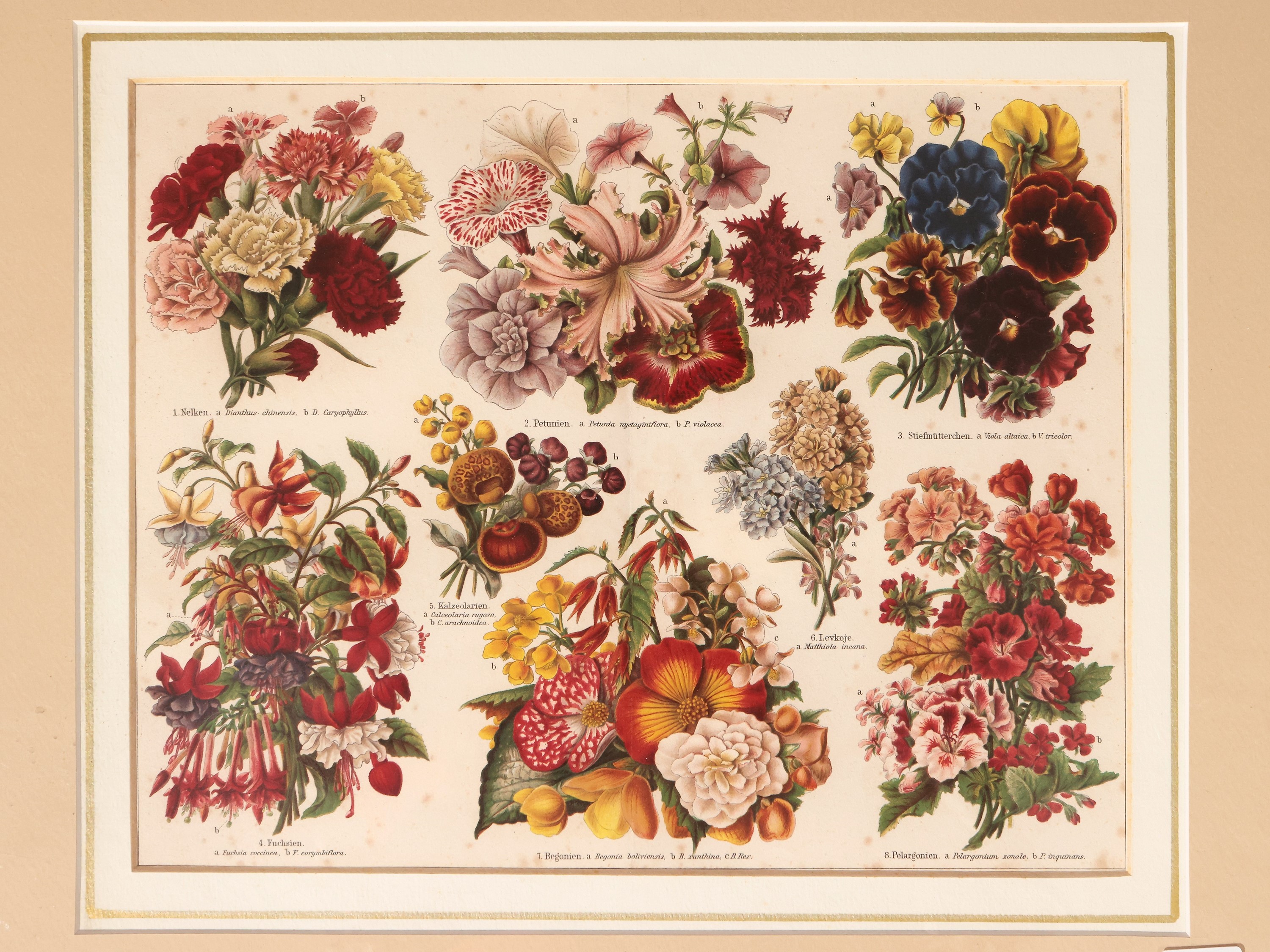 Fiori