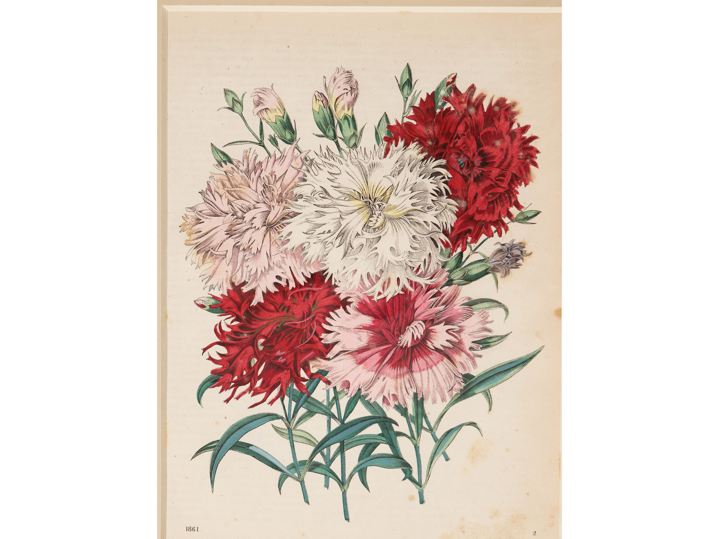 Fiori