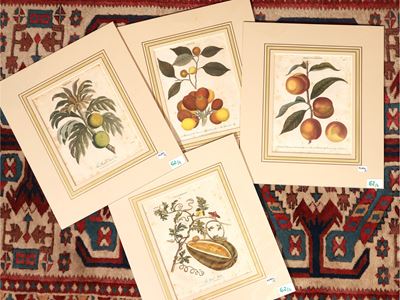 Artocarpus - Cucurbita - Ficus - Horticulture