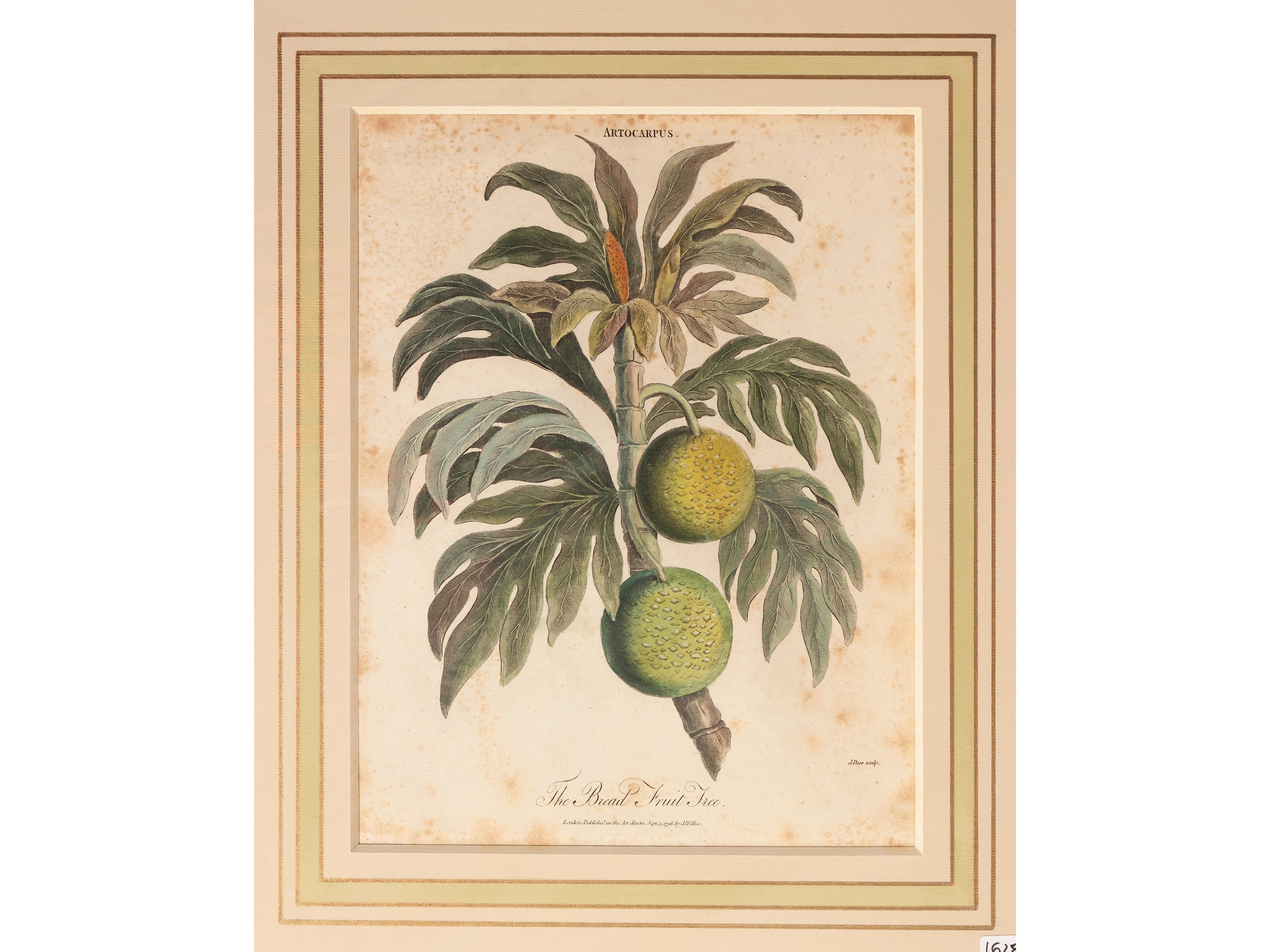 Artocarpus - Cucurbita - Ficus - Horticulture