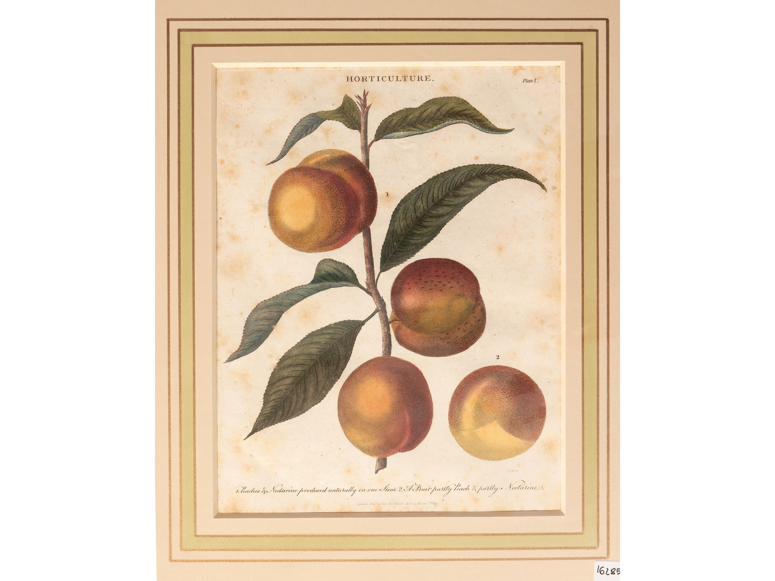 Artocarpus - Cucurbita - Ficus - Horticulture