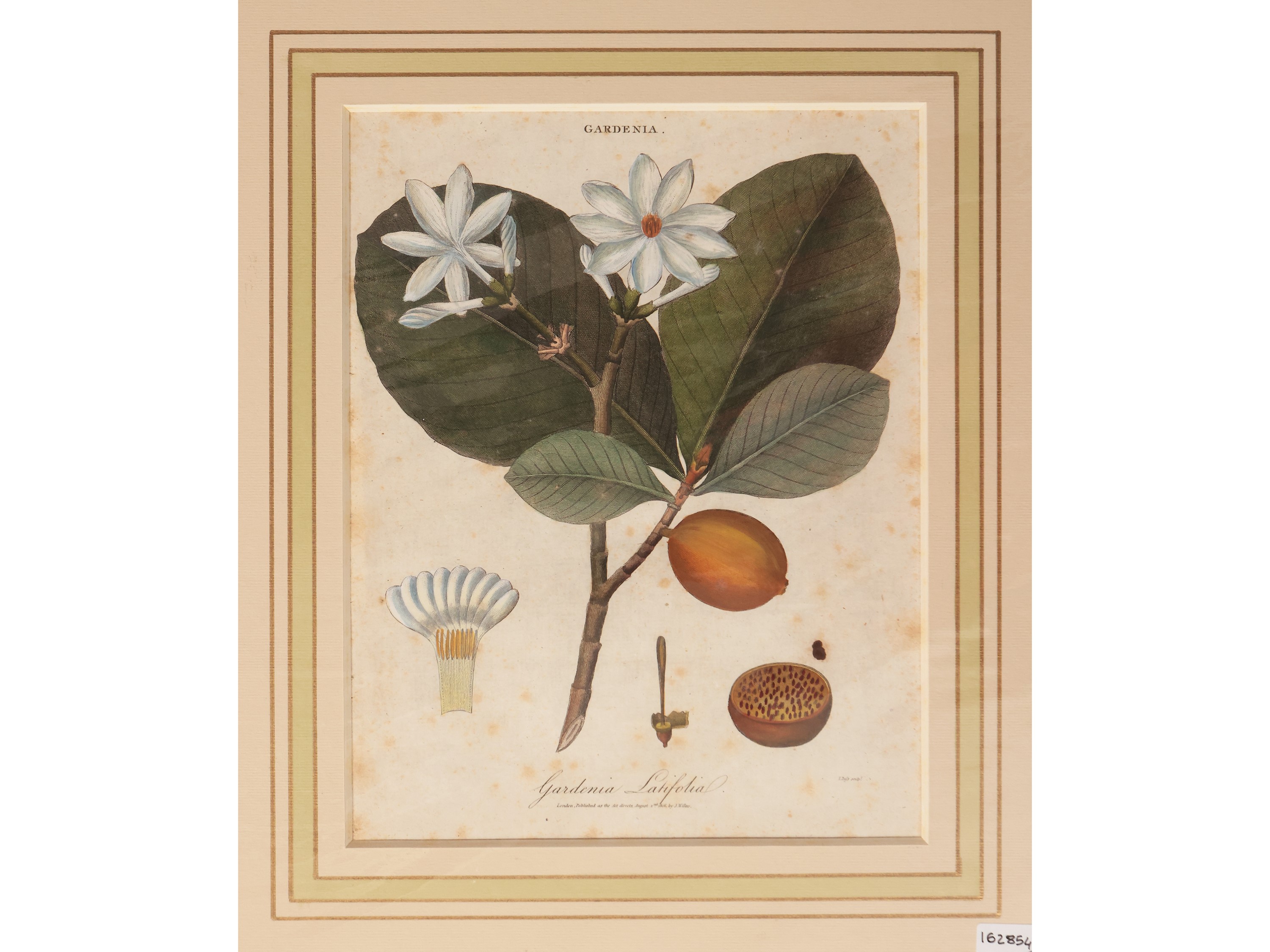 Gardenia - Dionea - Gossypium