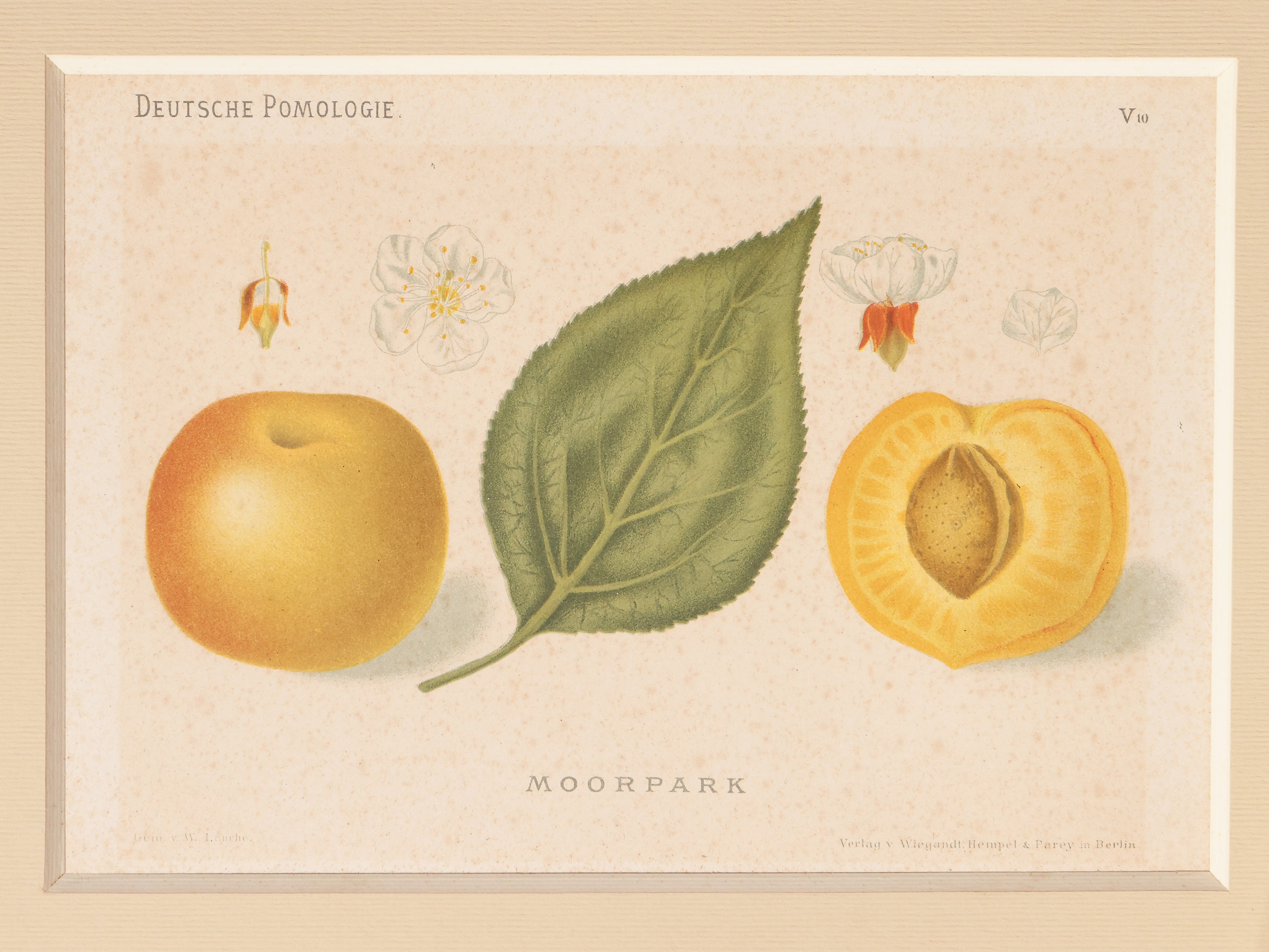 Frutti