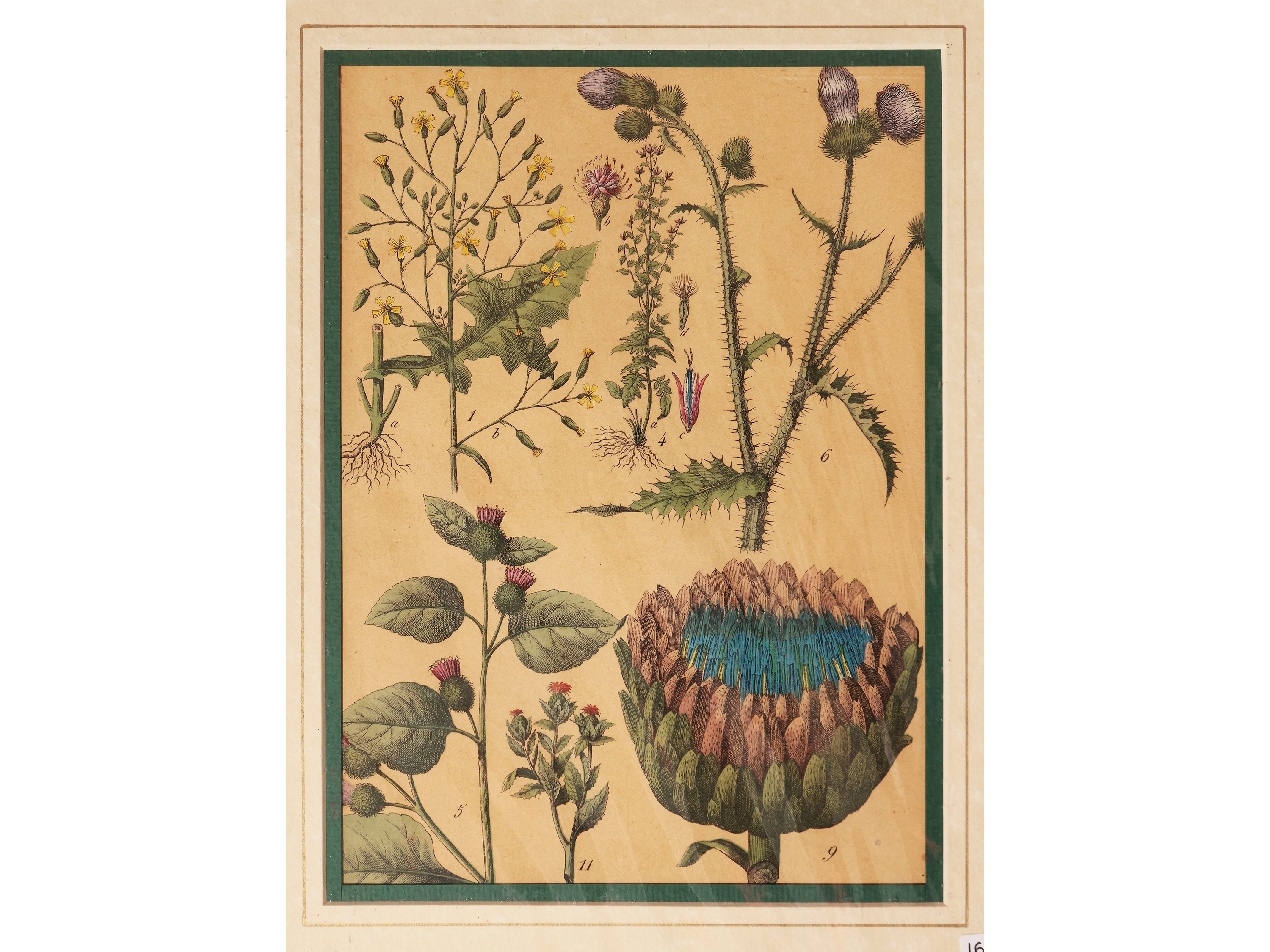 Botanica