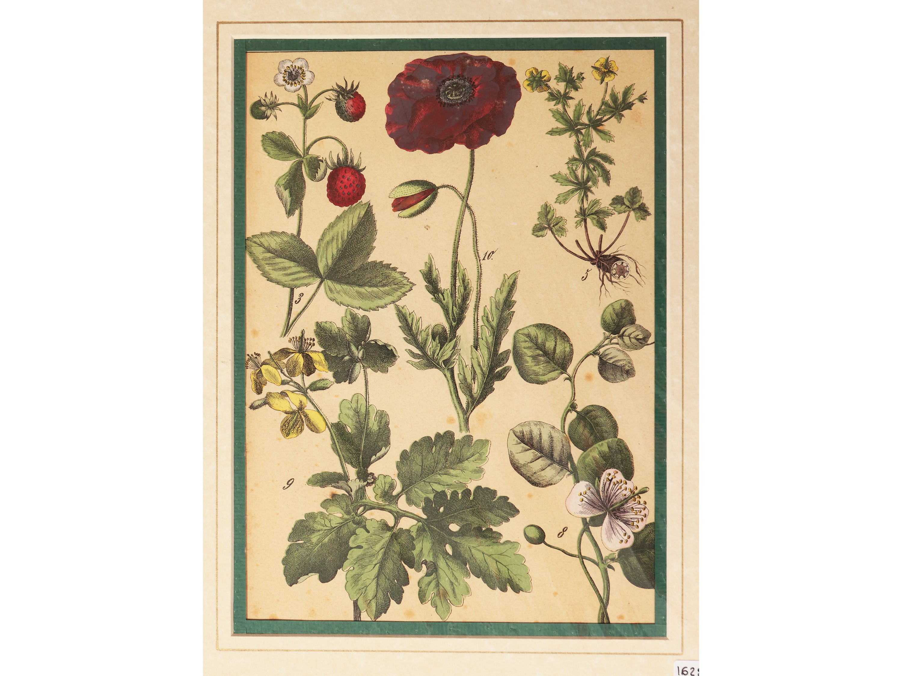 Botanica