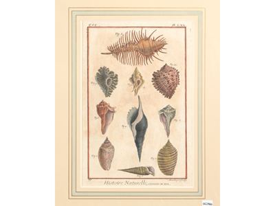 Coquilles De Mer (1789)