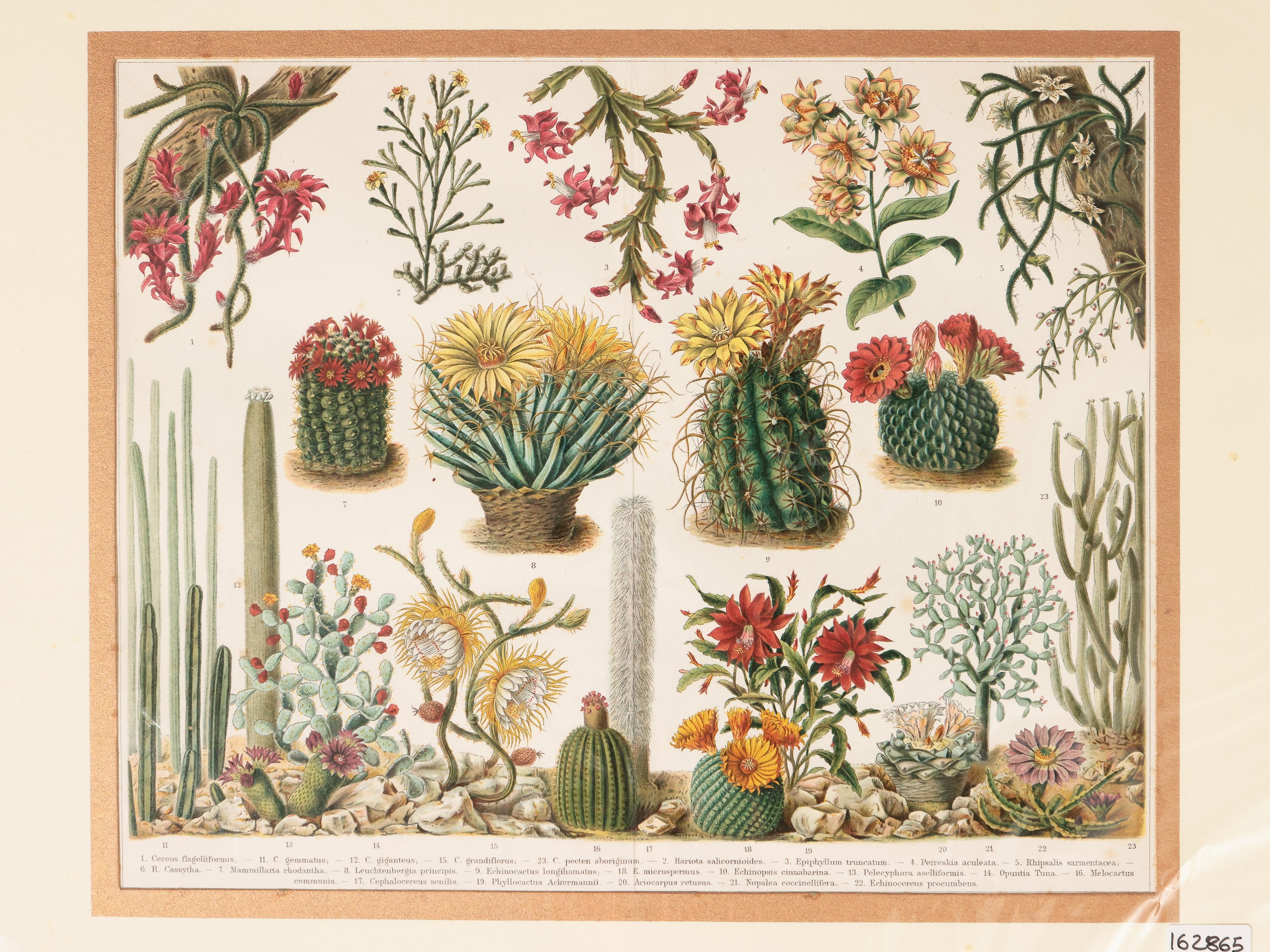 Orchidee, Cactus e Altre Varietà di Piante
