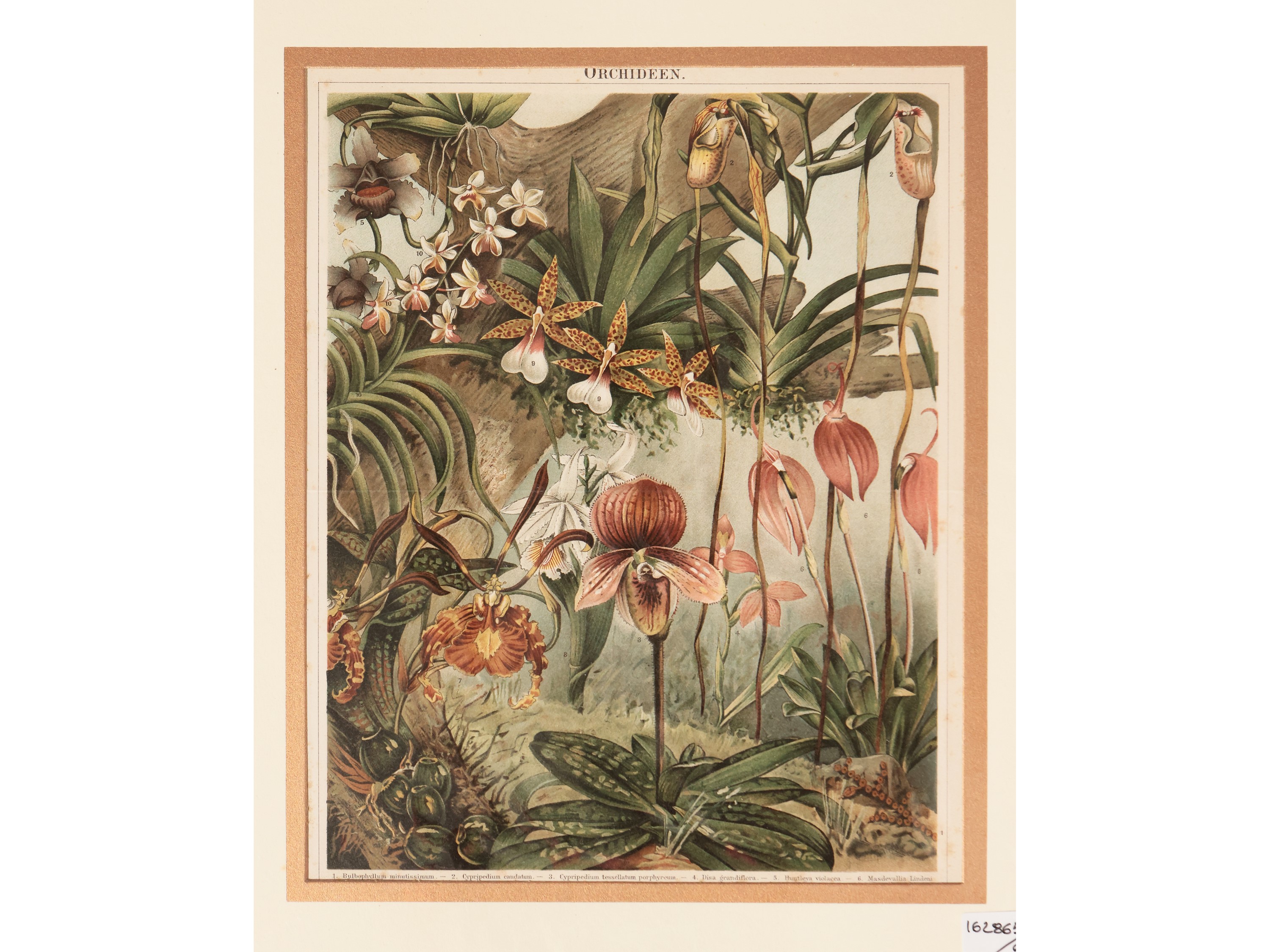 Orchidee, Cactus e Altre Varietà di Piante
