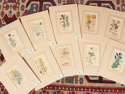 Ranunculaceae