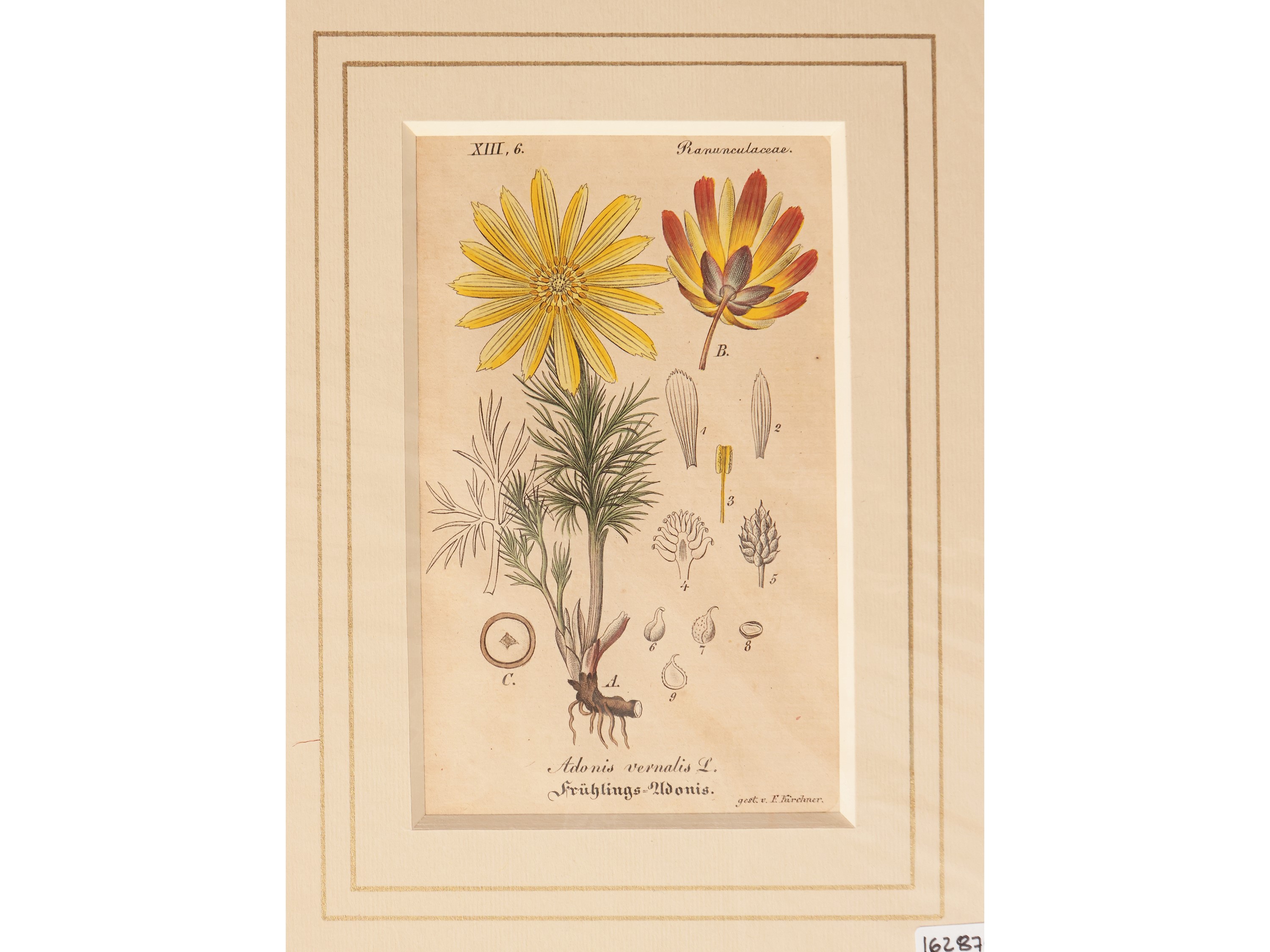Ranunculaceae