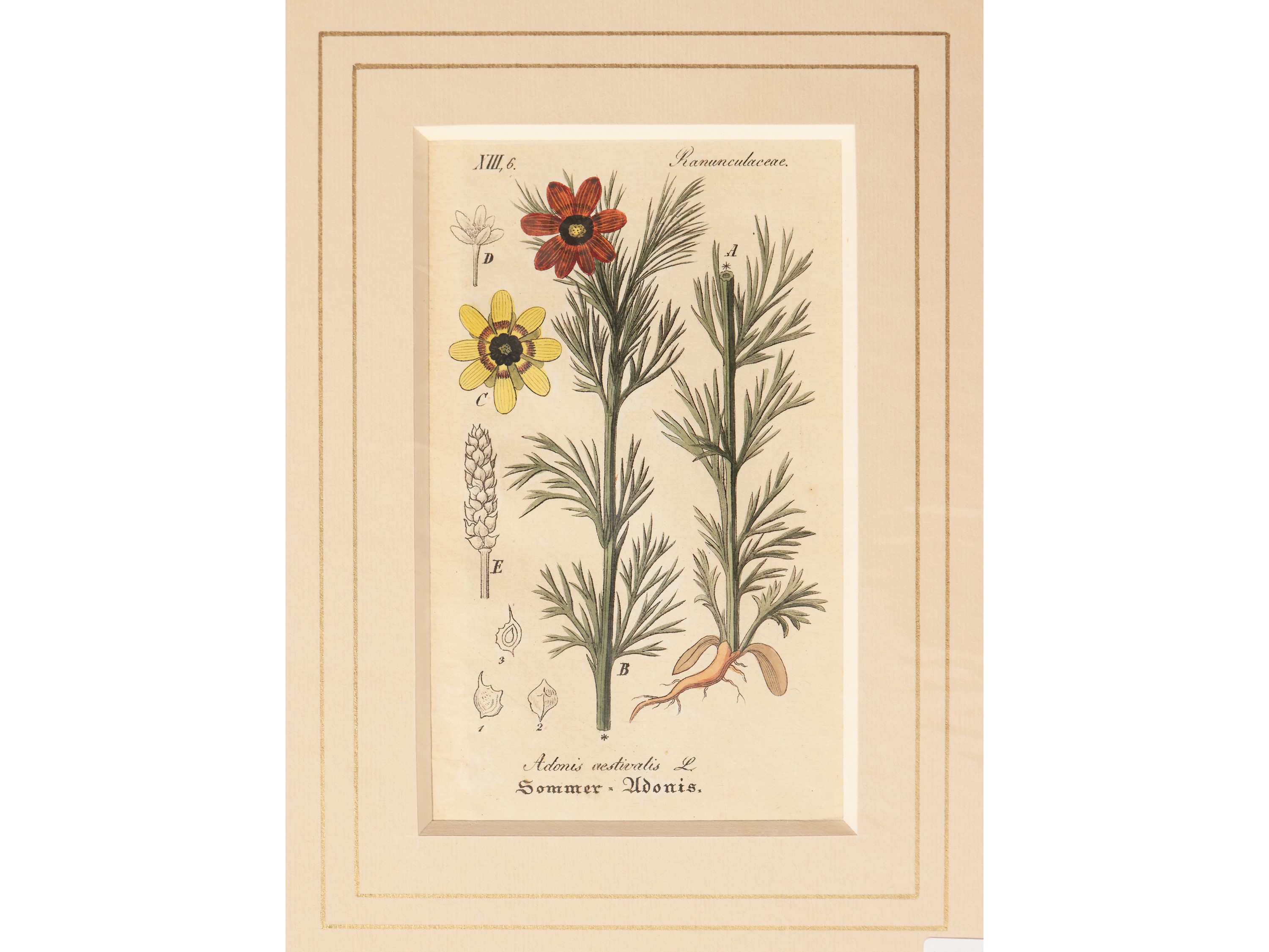 Ranunculaceae