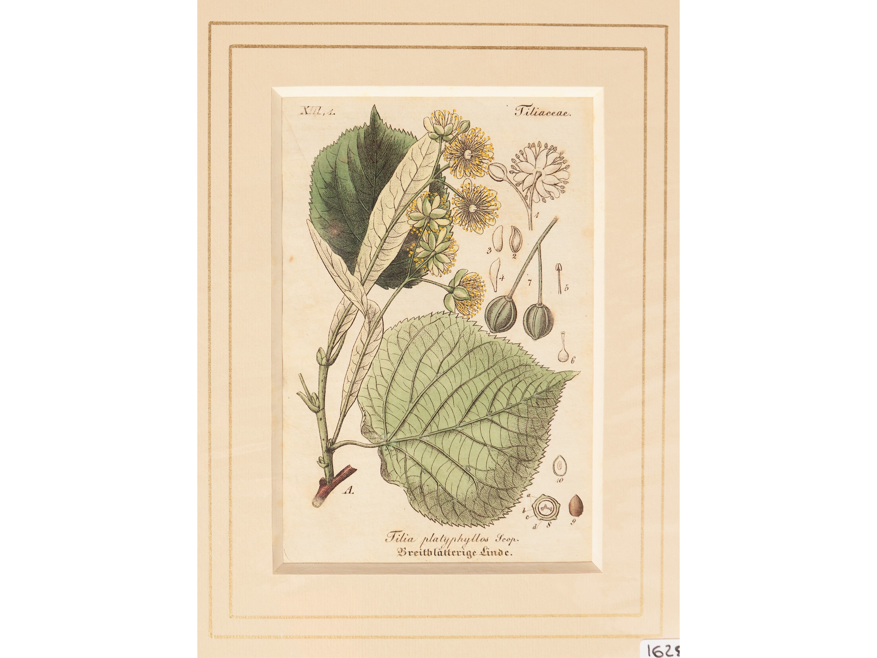 Papaveraceae - Nymphaeaceae - Tiliaceae