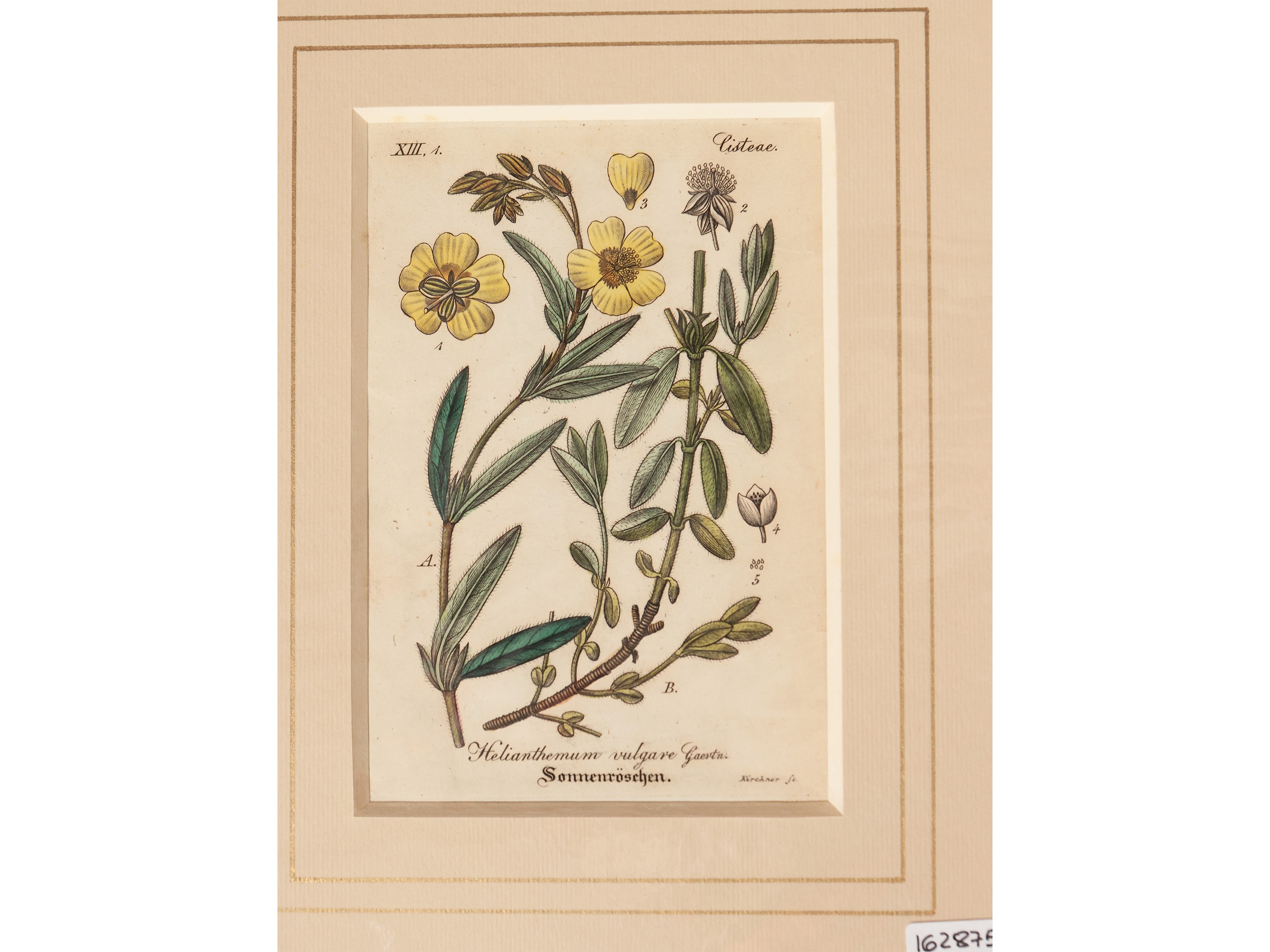 Papaveraceae - Nymphaeaceae - Tiliaceae