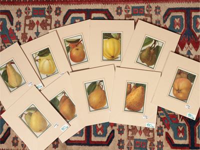 Frutta: Mele e Pere
