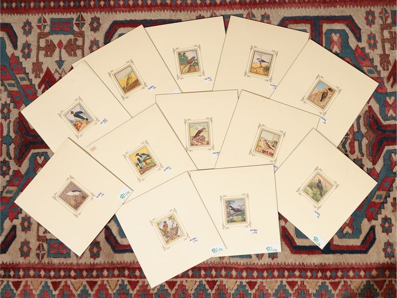 Varietà di Uccelli