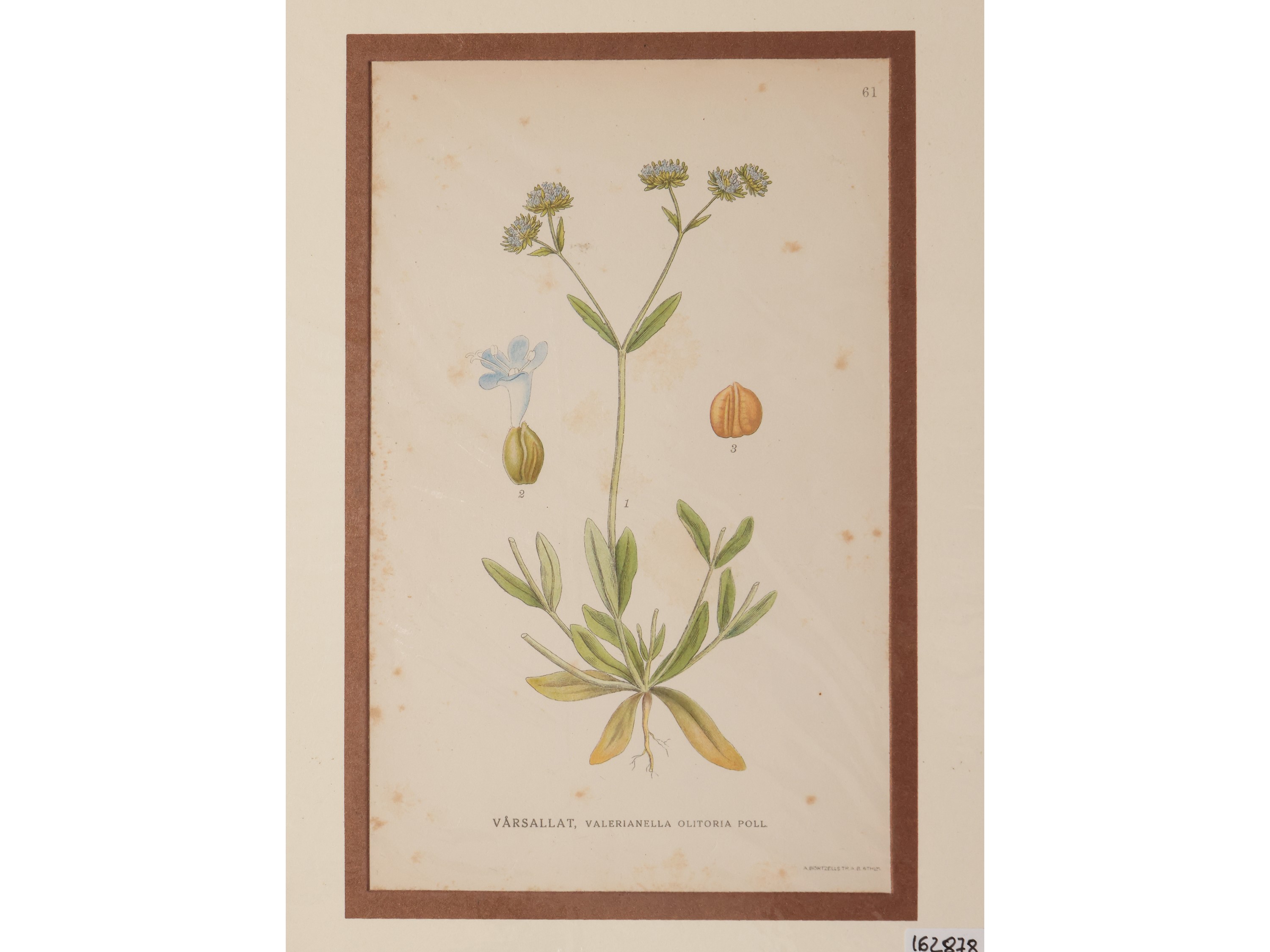 Flora Nordica