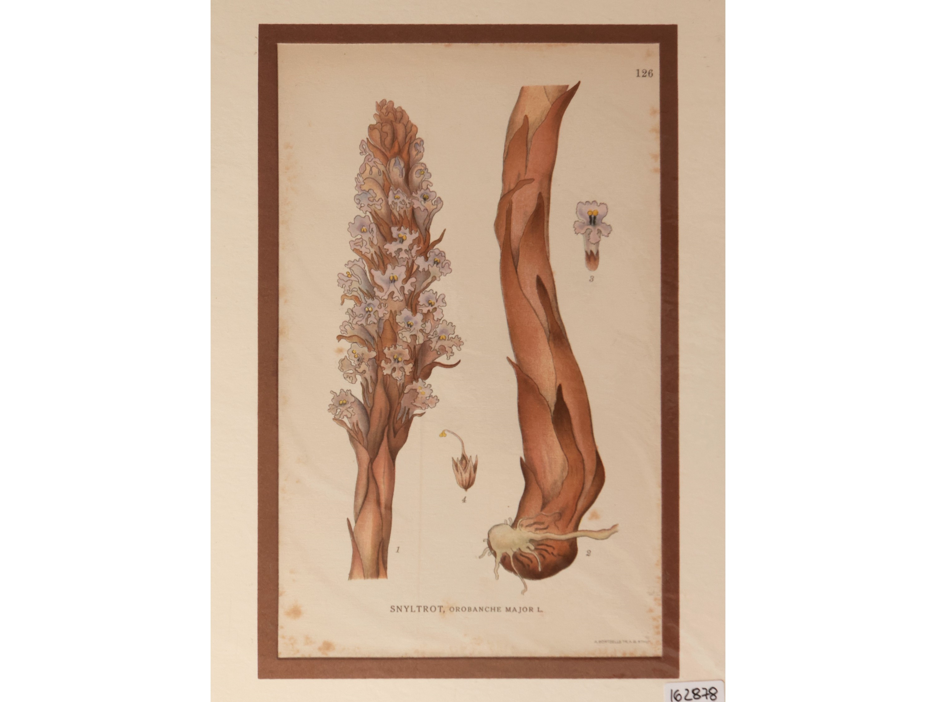 Flora Nordica