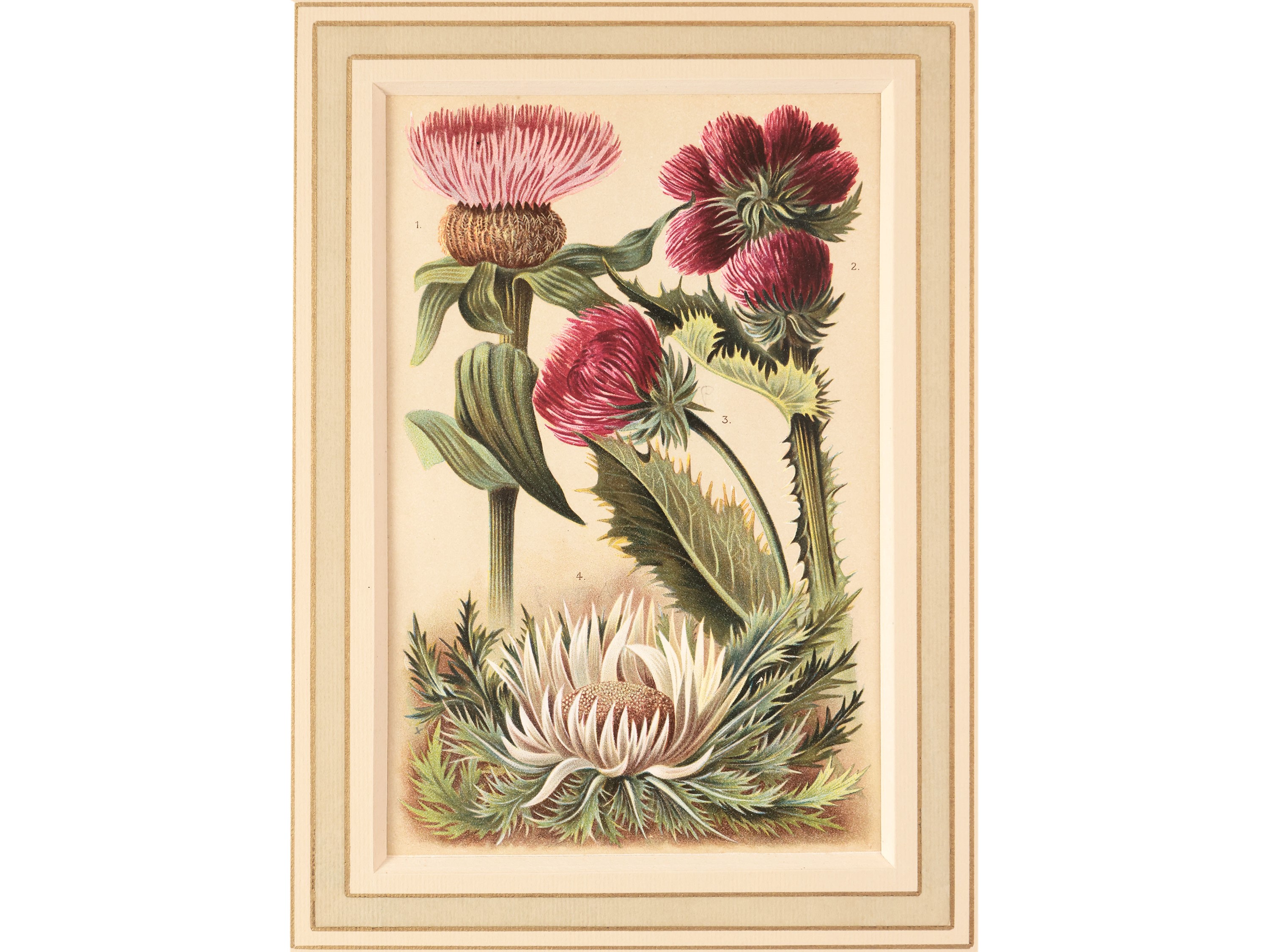 Fiori