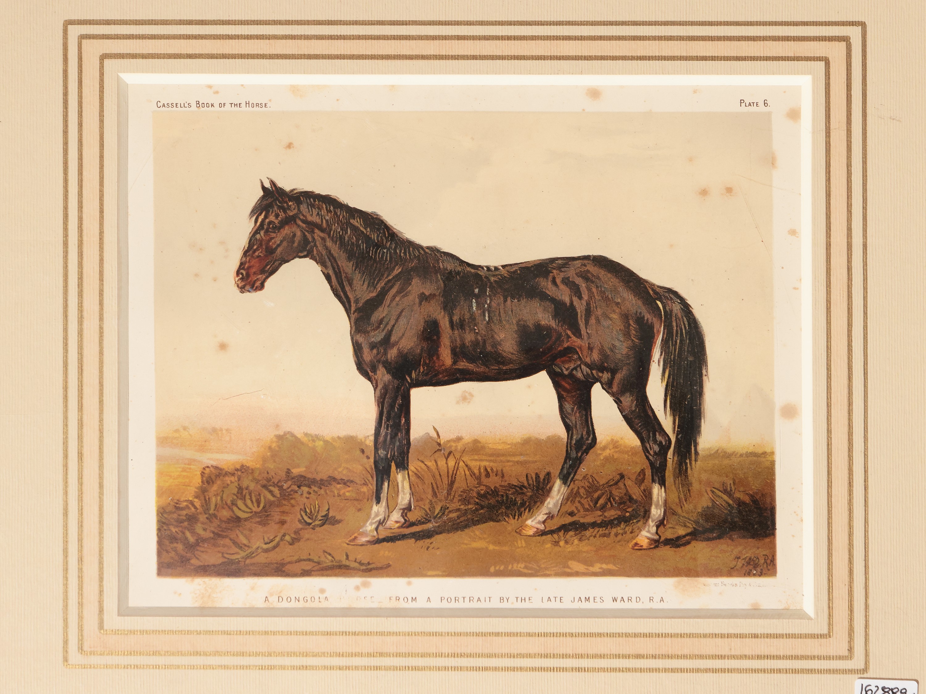 Equini