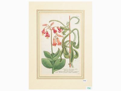 Cotyledon (1735)