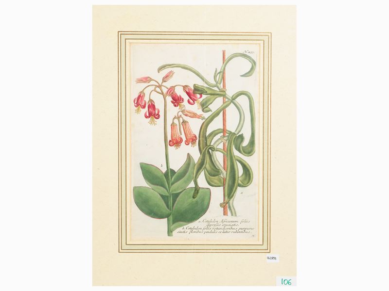 Johann Wilhelm Weinmann - Cotyledon (1735)