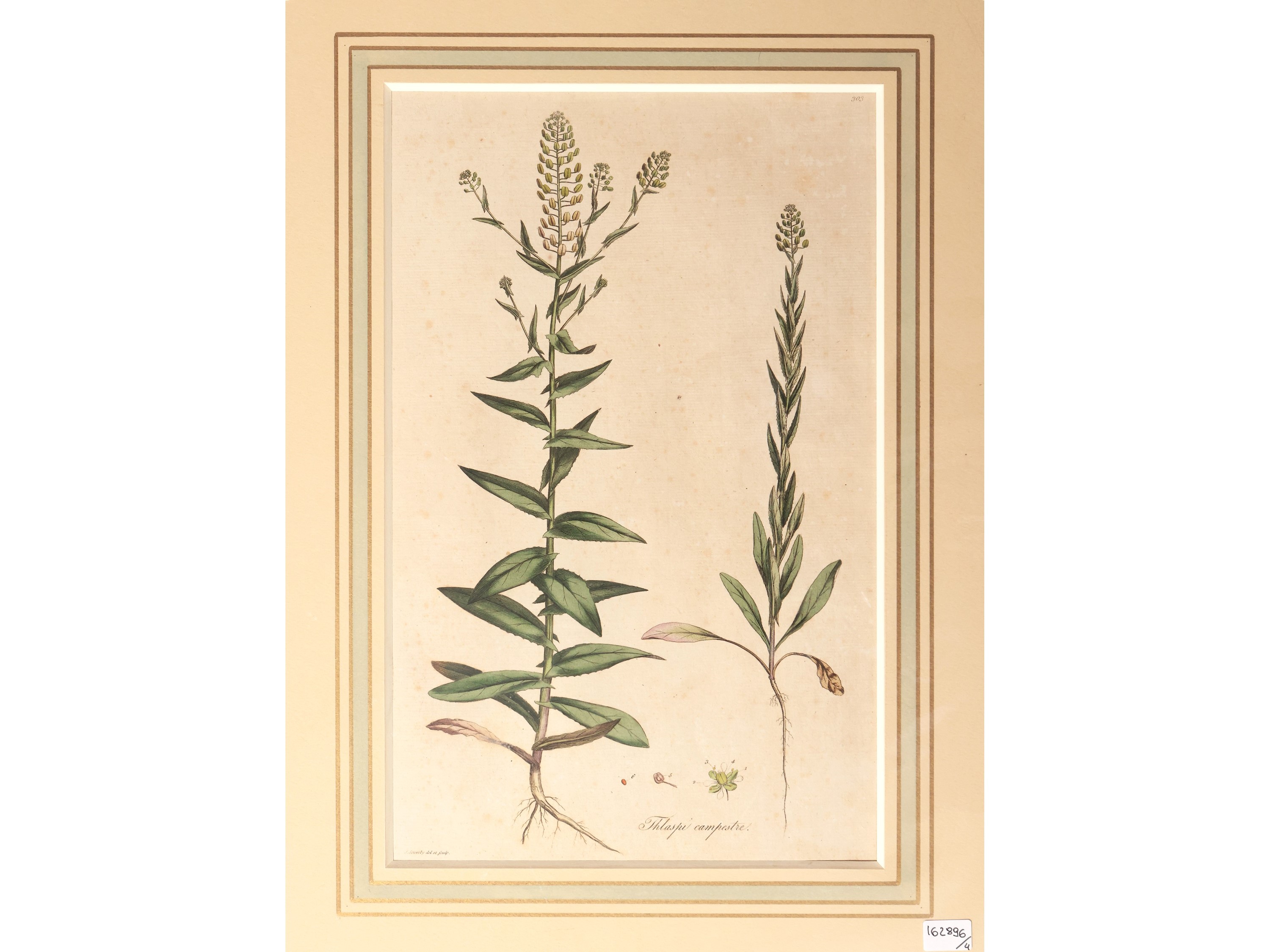 Botanica