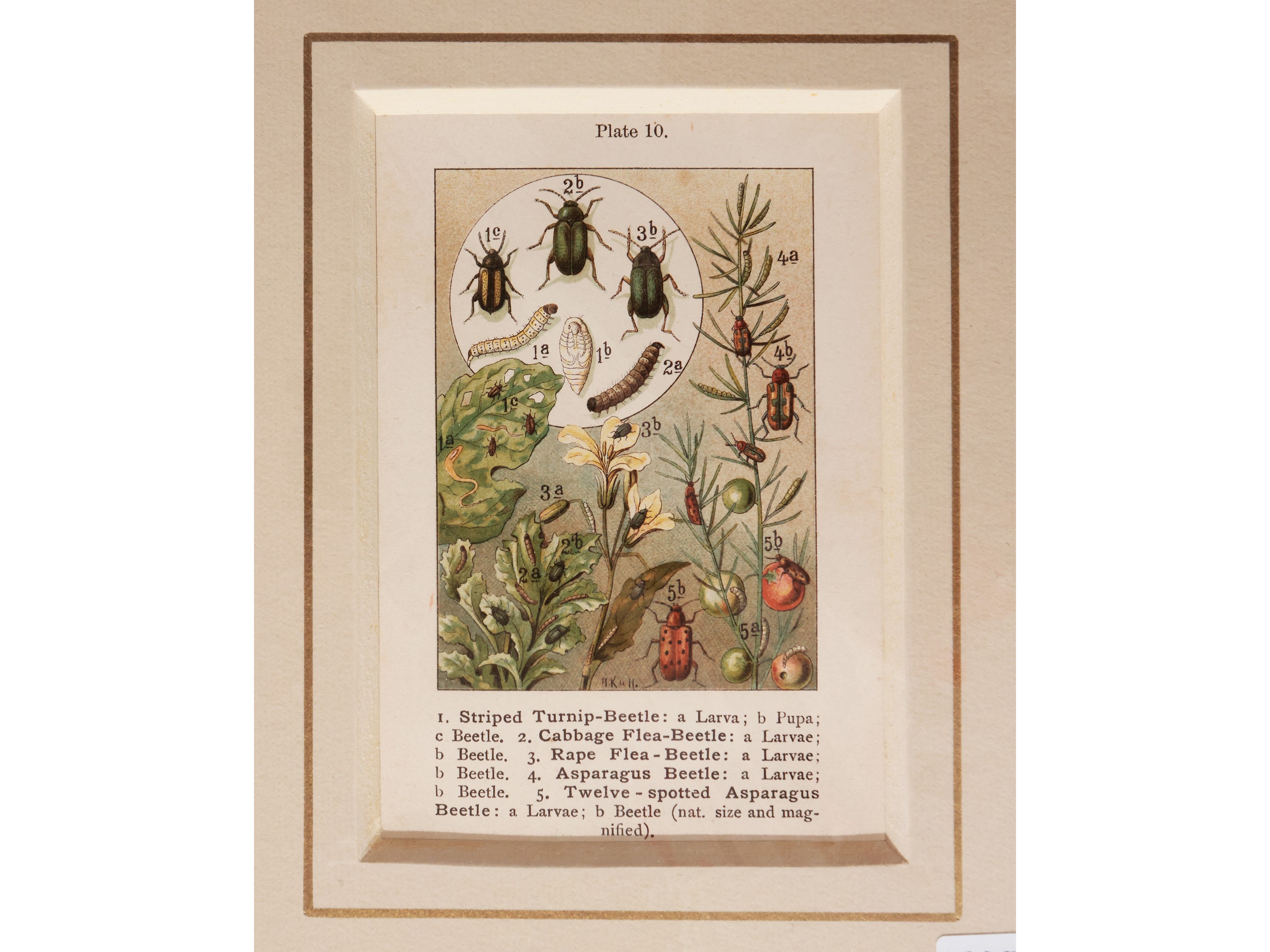 Lepidotteri (1889)