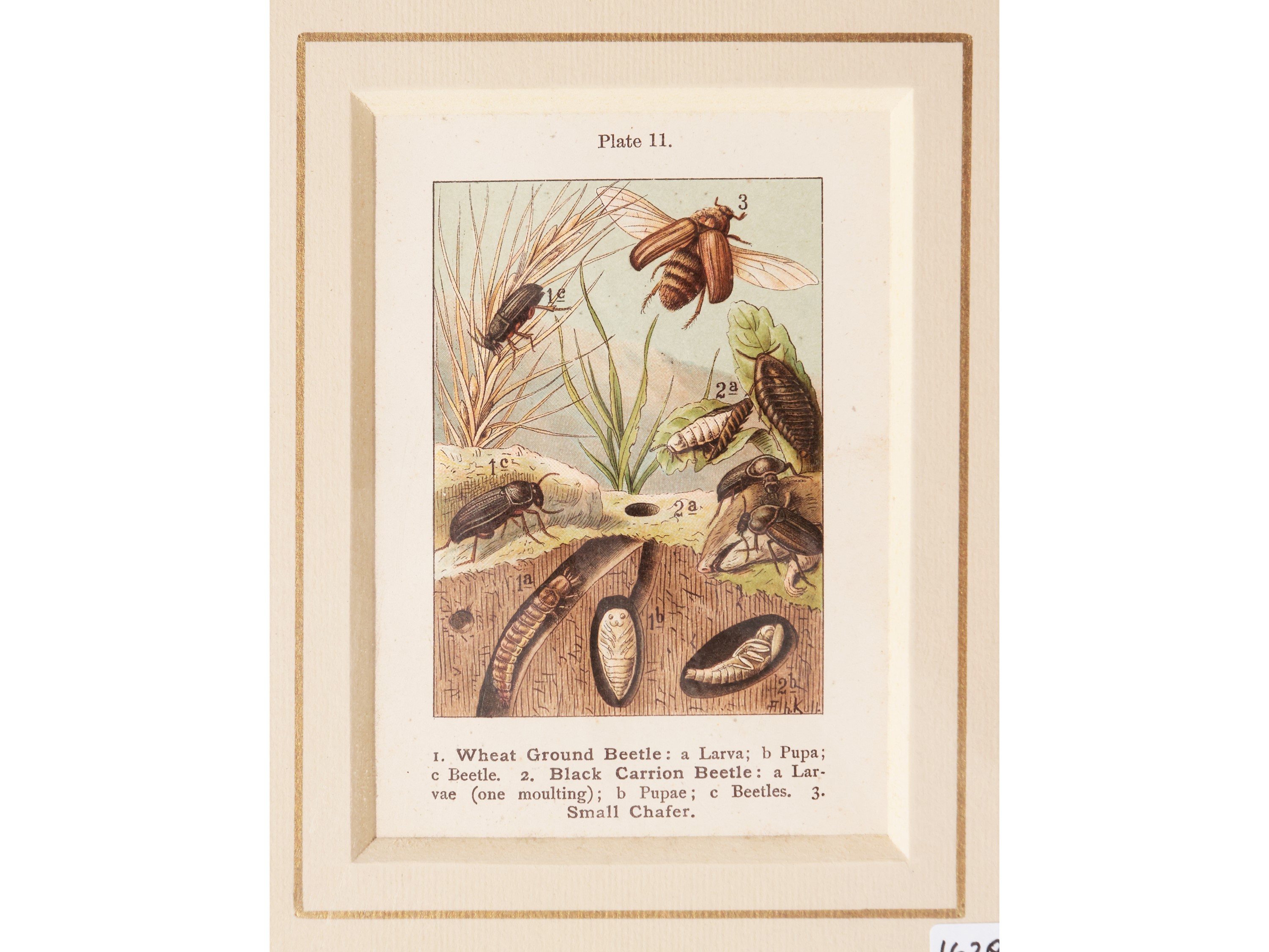 Lepidotteri (1889)