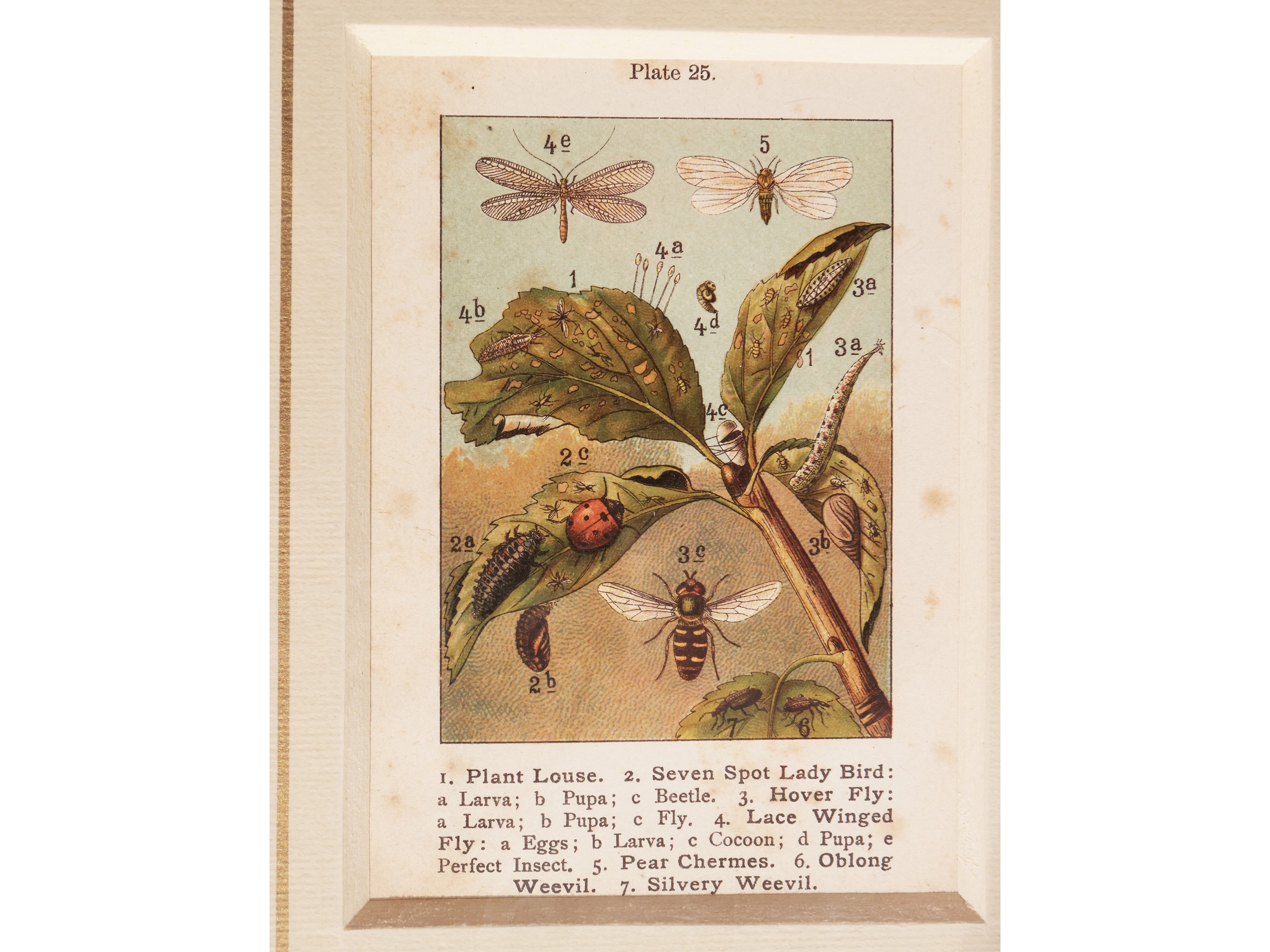 Lepidotteri (1889)