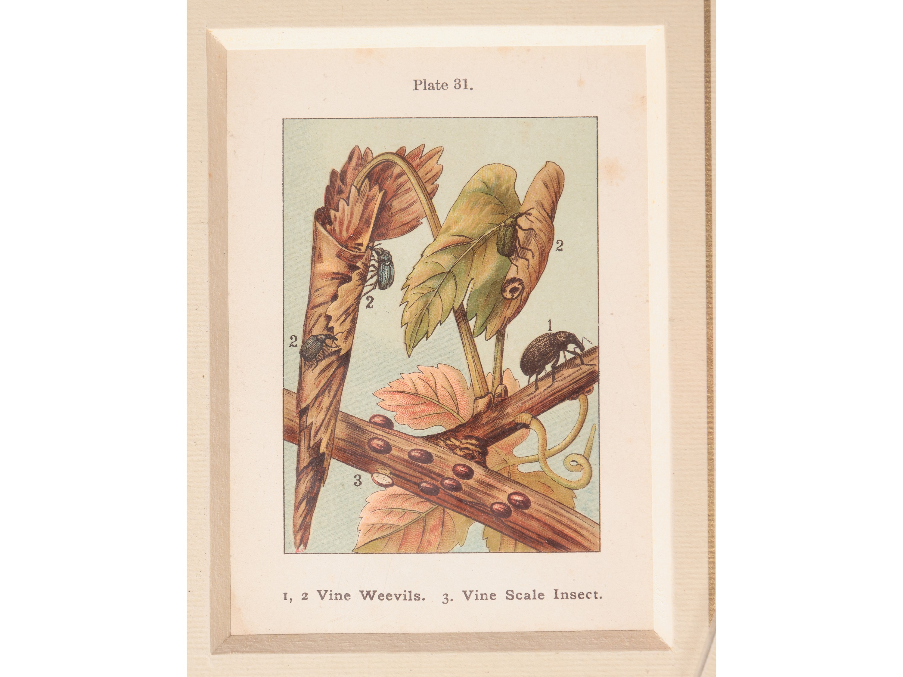 Lepidotteri (1889)
