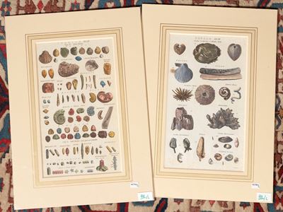Shells - Fossil Shells (1788)