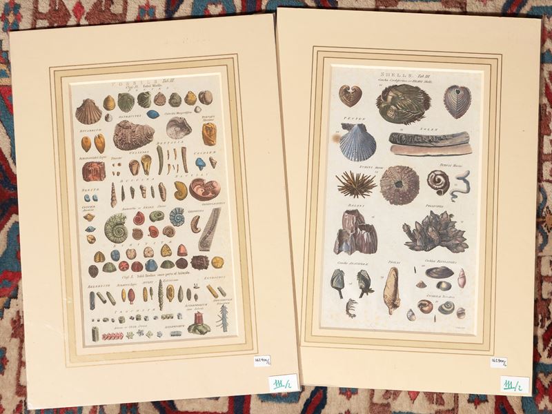 Shells - Fossil Shells (1788)