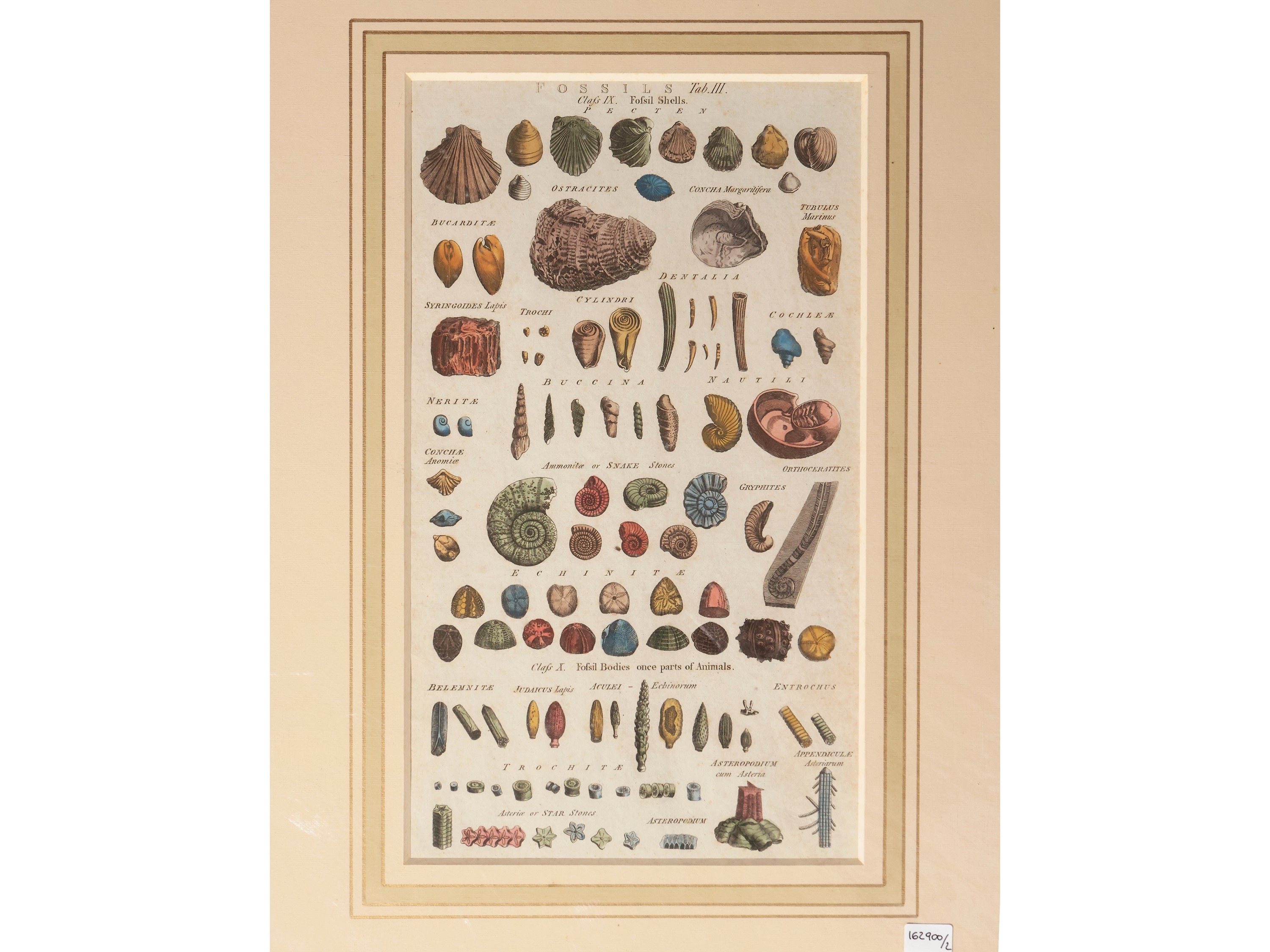 Shells - Fossil Shells (1788)